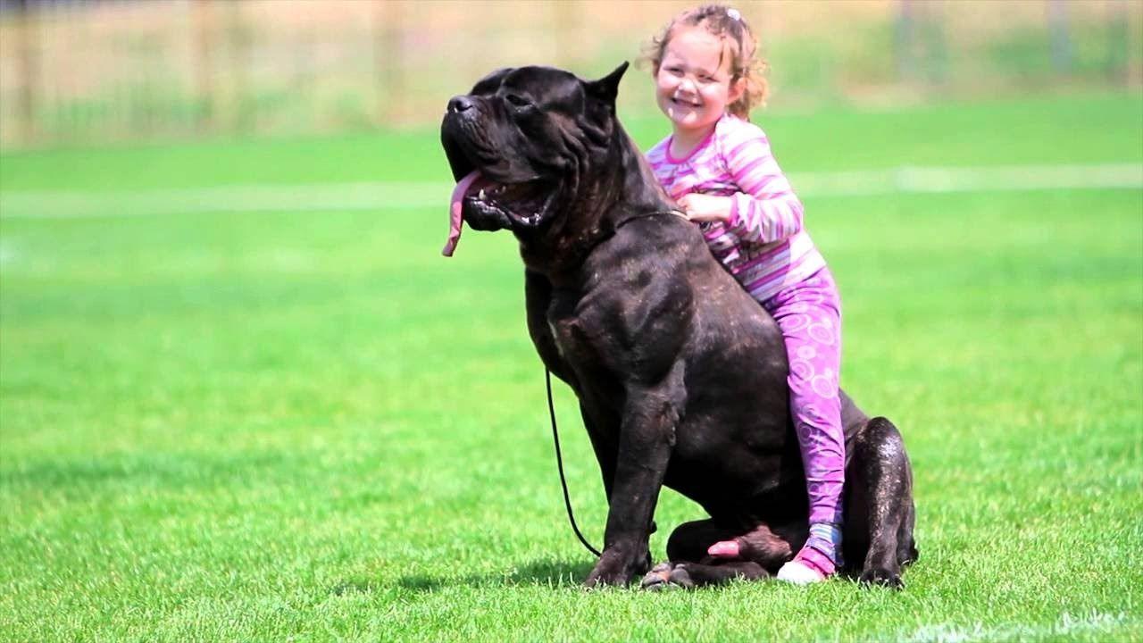 1280x720 Big Cane Corso Dog protecting Baby and Baby Funny Moments