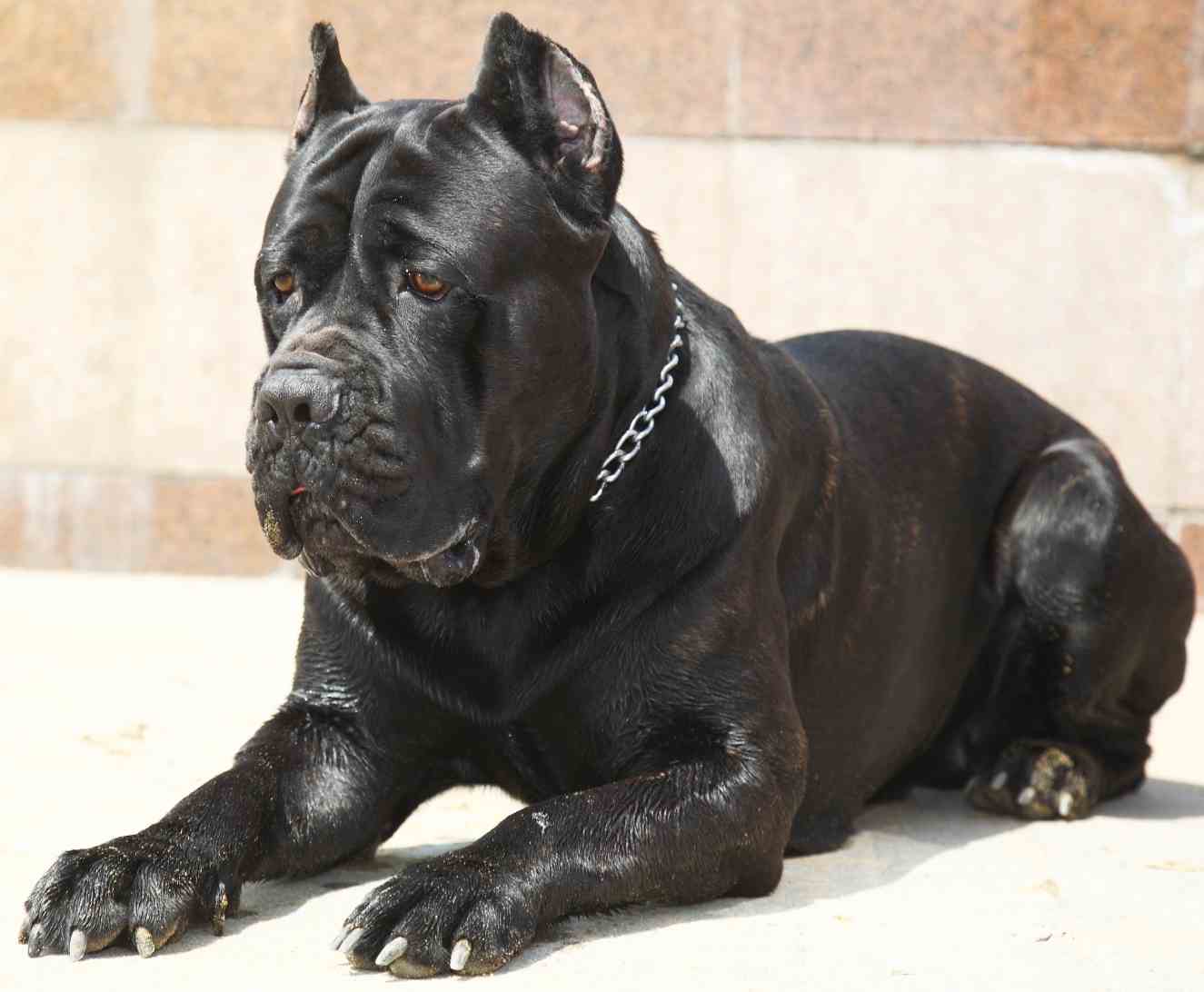 1325x1092 Cane Corso Italian Mastiff Guard Dog Breed Info, Image, Videos, FAQs