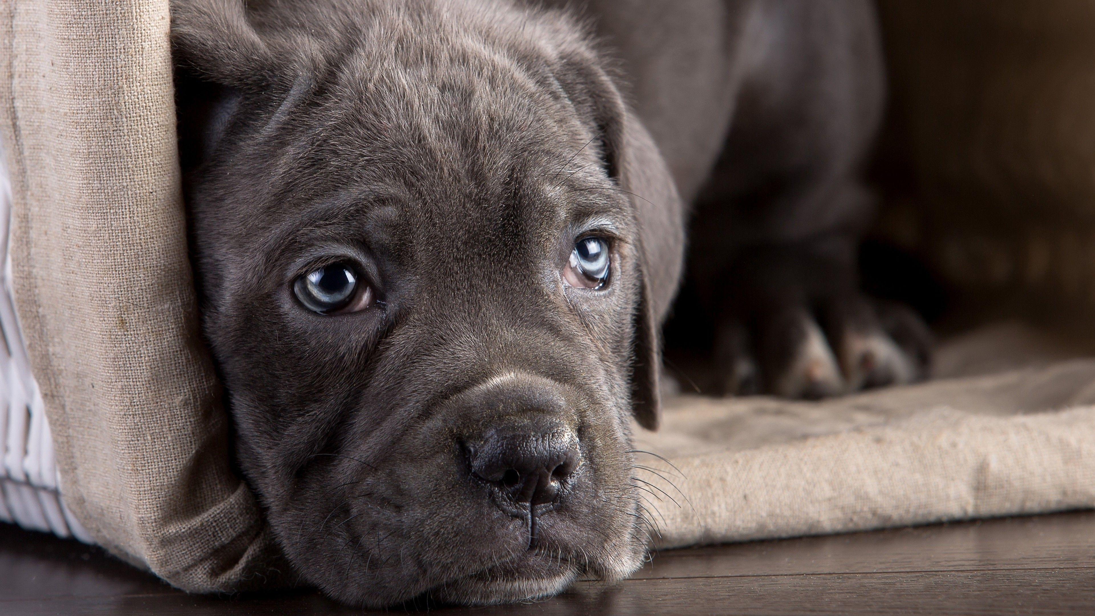 Cane Corso Dog Wallpapers Top Free Cane Corso Dog Backgrounds