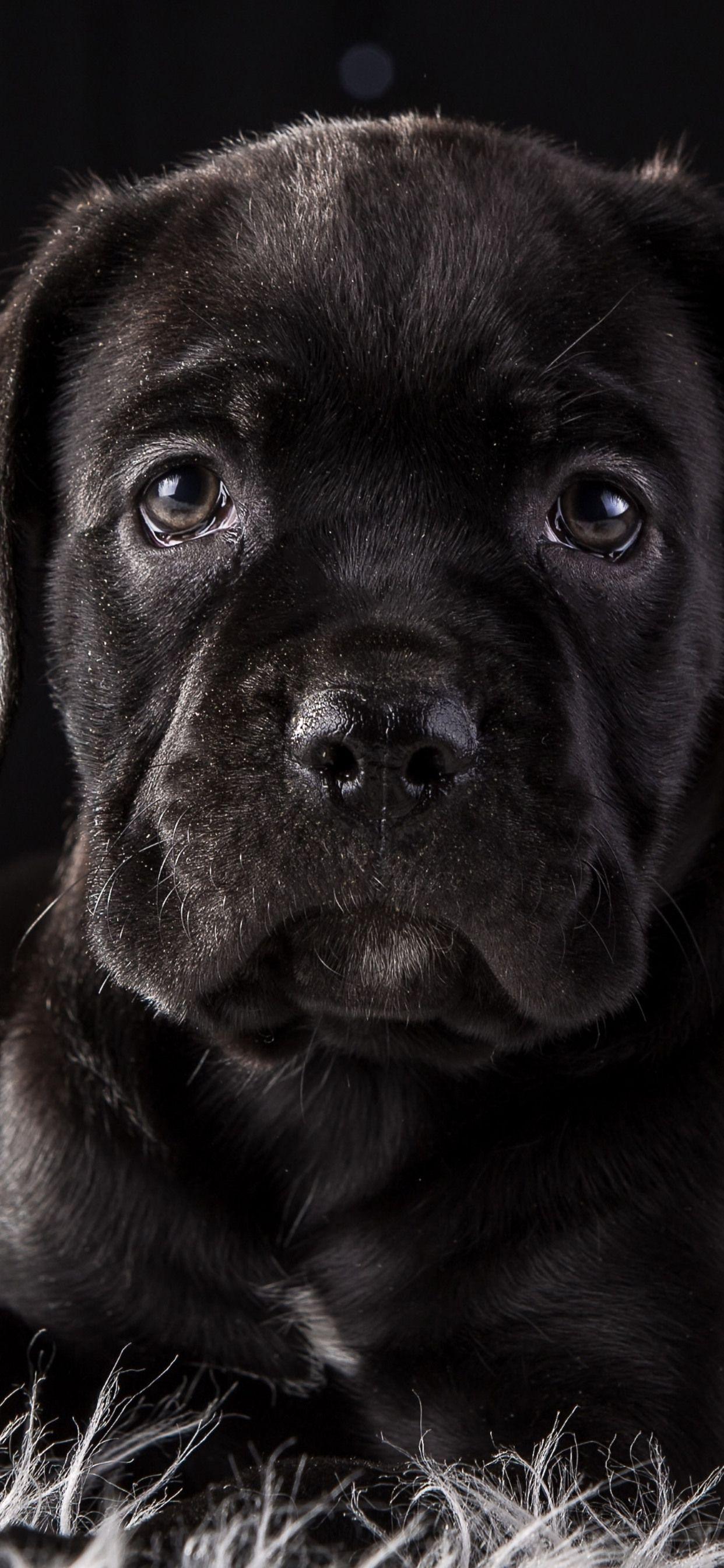 1242x2688 Cane Corso Dog Puppy 4k HD iPhone XS MAX HD 4k Wallpaper, Image, Background, Photo and Picture