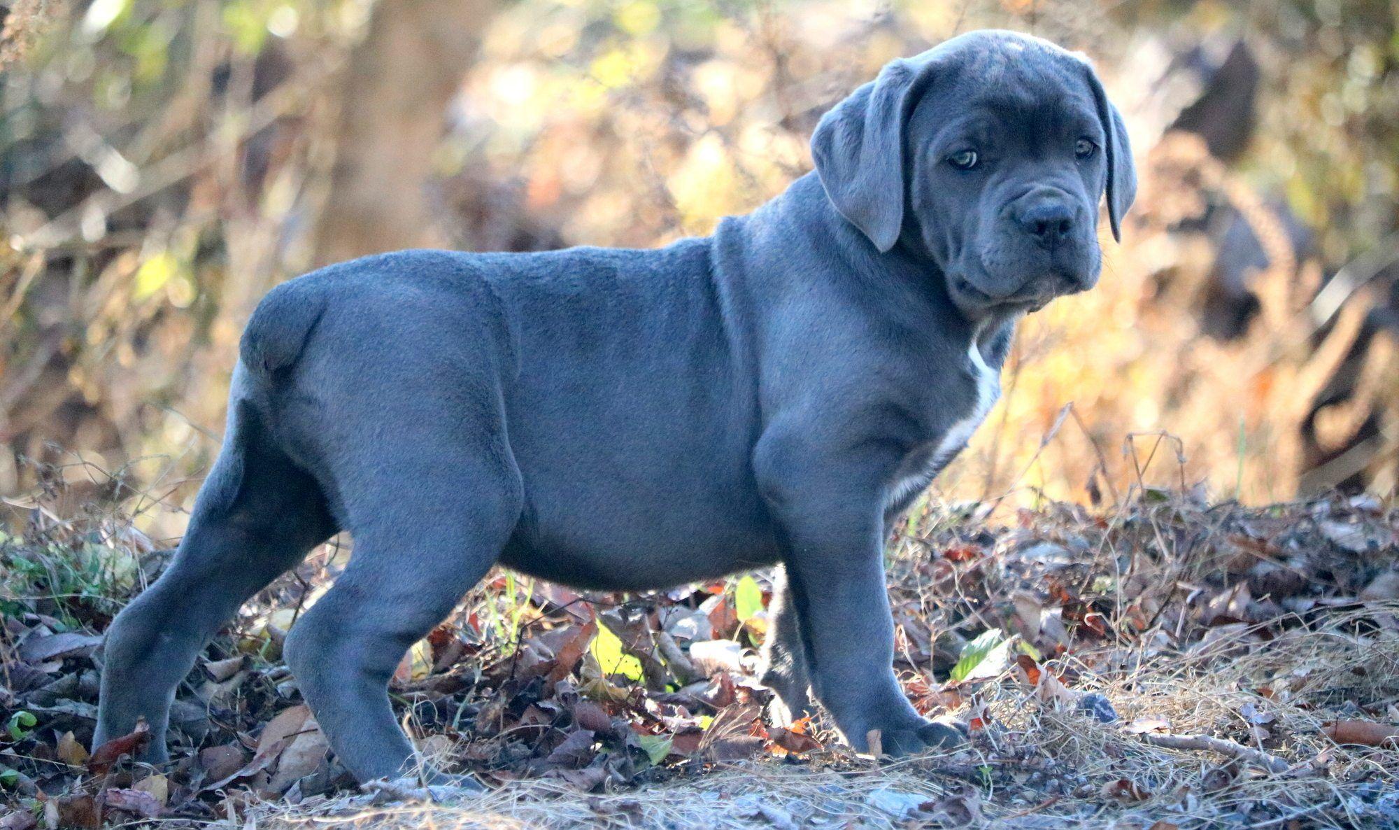 2000x1186 Most viewed Cane Corso wallpaperK Wallpaper