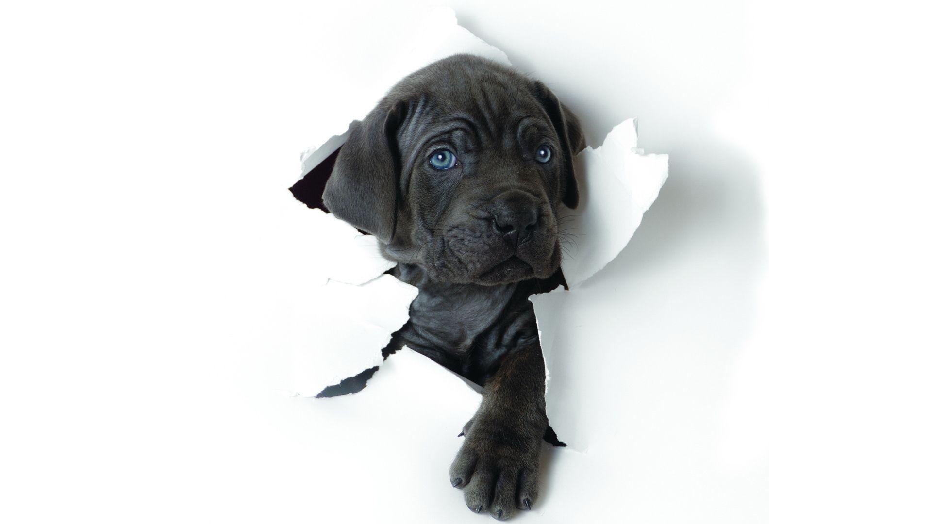 1920x1080 Wallpaper Puppy Cane Corso dog Animals