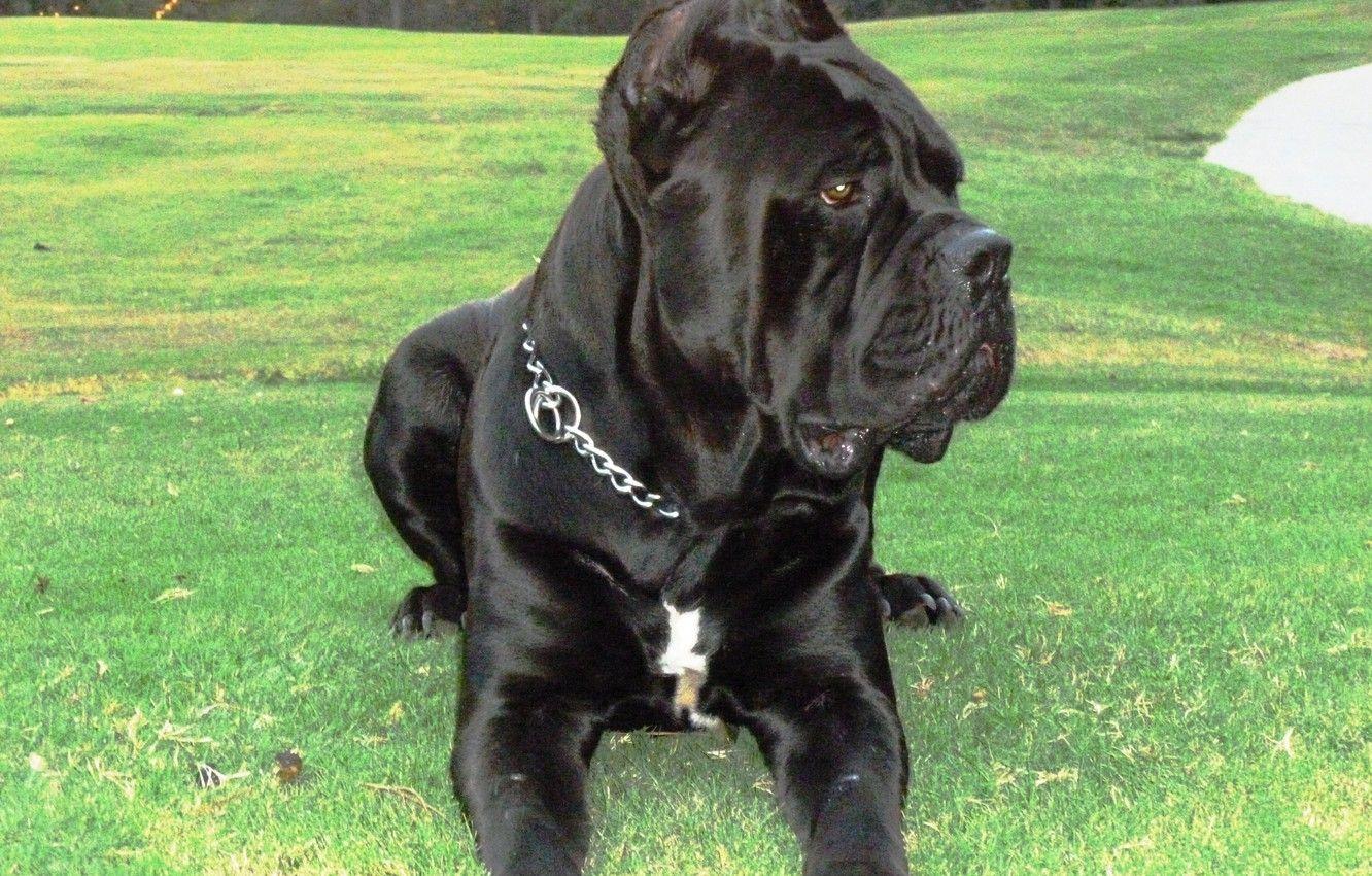 1332x850 Wallpaper Champion, Nero, Cassie, Breeder, Stud Service, Italian Mastiff, Brusco's, Puppies, Cane Corso image for desktop, section собаки