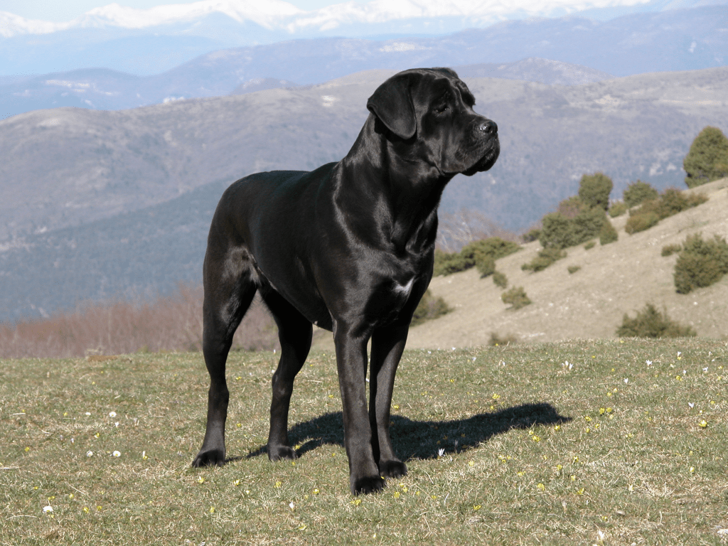 1024x768 Dog Wallpaper: Cane Corso Italian Mastiff Dogs Wallpaper Download