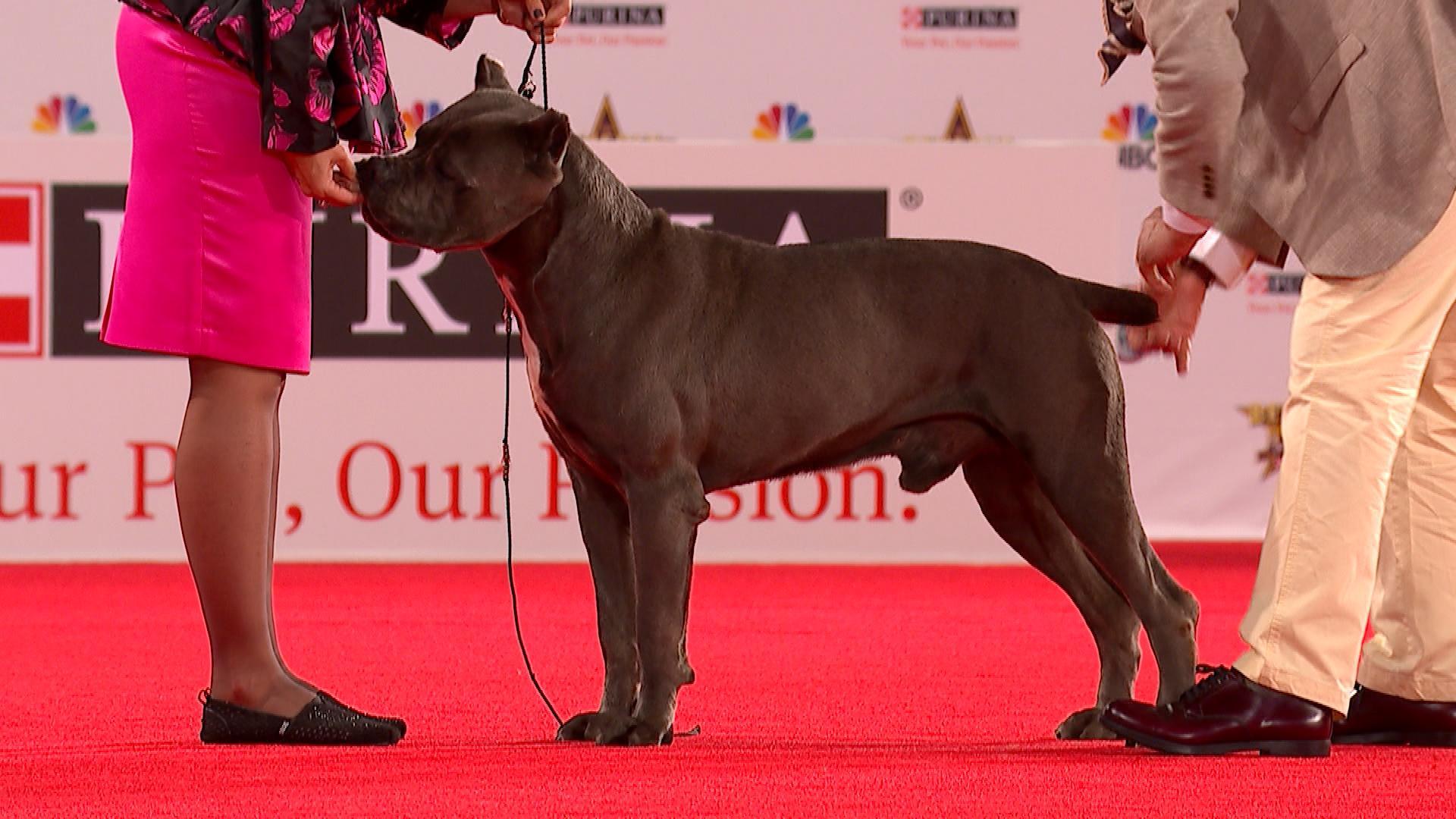 1920x1080 Cane Corso, 2019 Beverly Hills Dog Show, Working Group