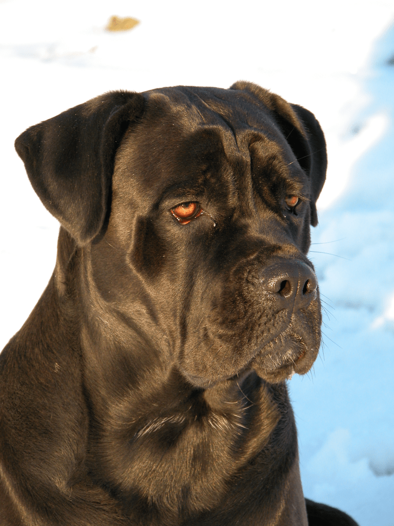 768x1024 Cane Corso Dogs. Corso dog, Cane corso, Cane corso dog