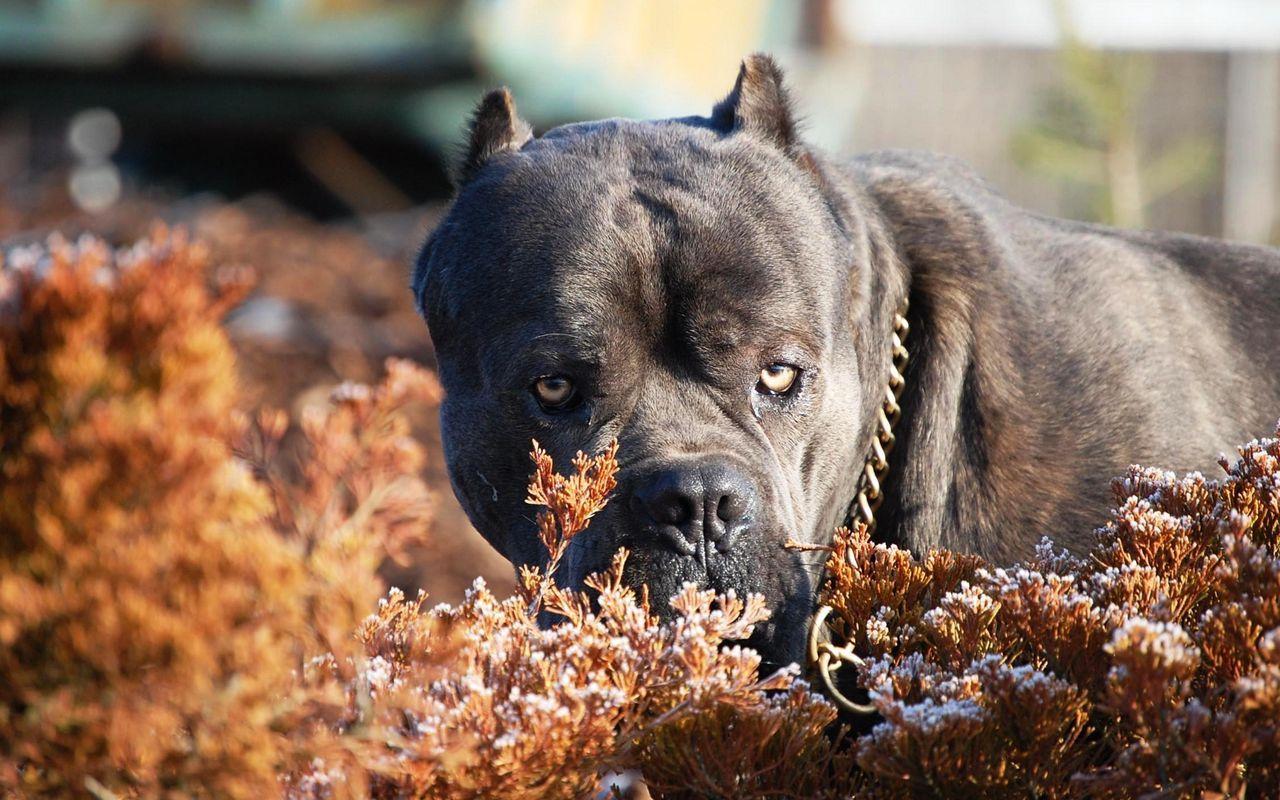 1280x800 Download wallpaper 1280x800 cane corso, dog, muzzle, aggression, leaves, collar widescreen 16:10 HD background