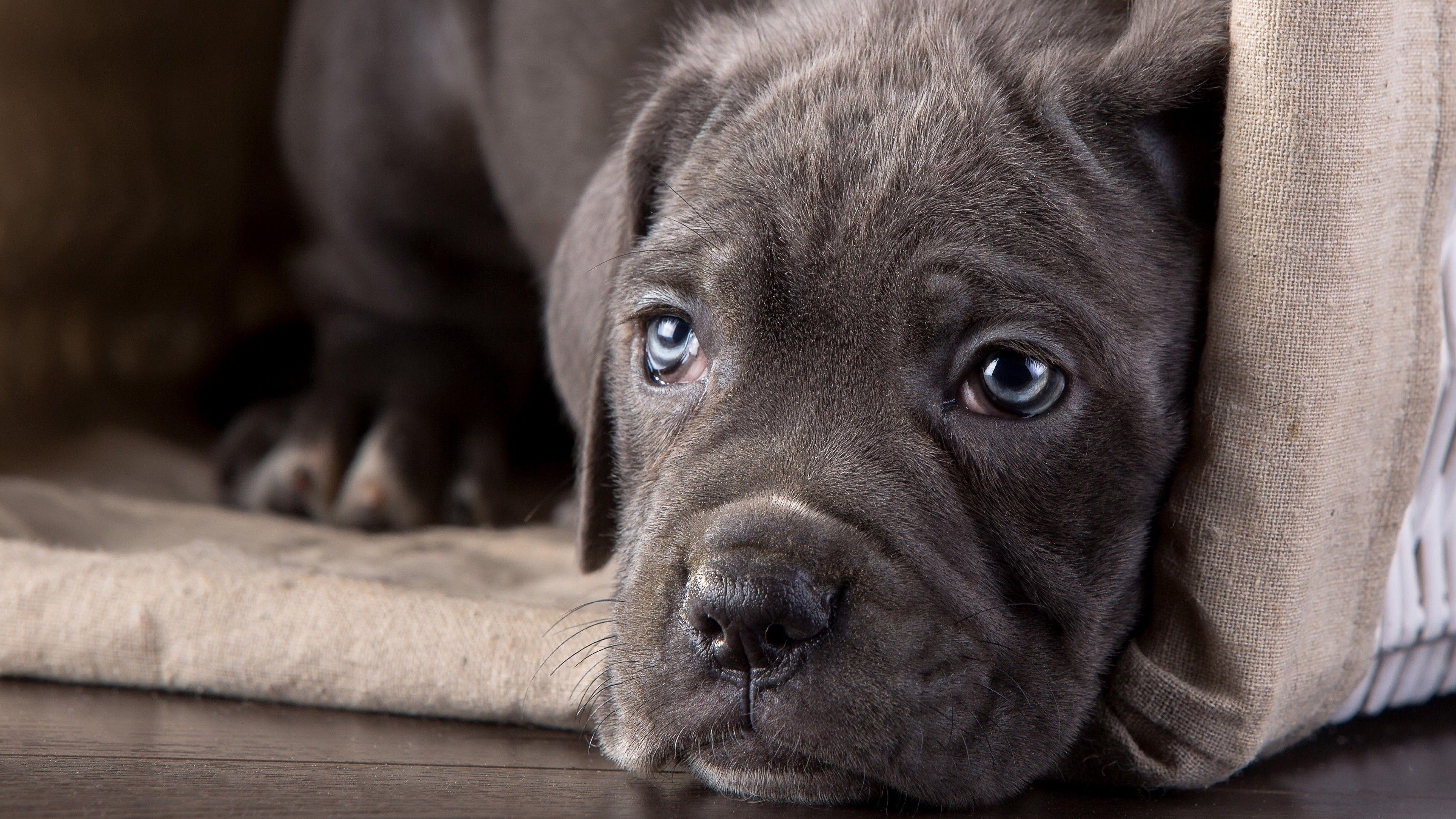 3840x2160 Cane Corso Animals Dog Puppies Wallpaper:3840x2160