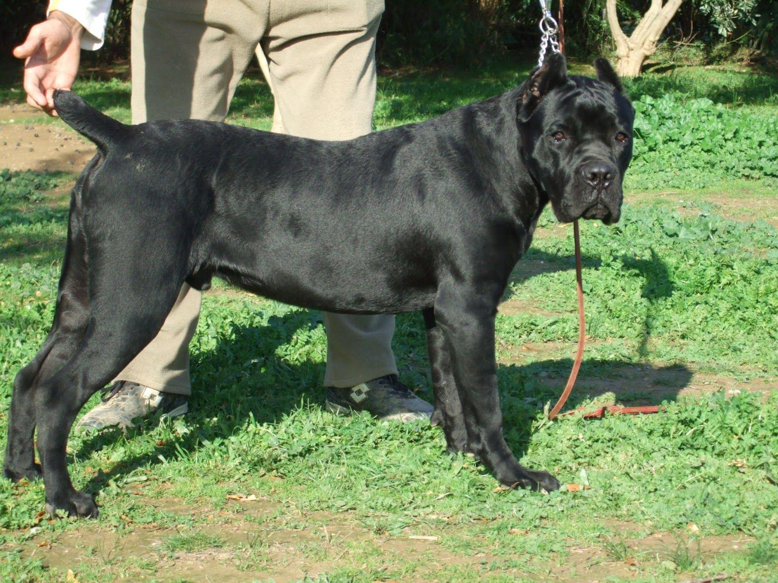 1600x1200 Cane Corso Wallpaper