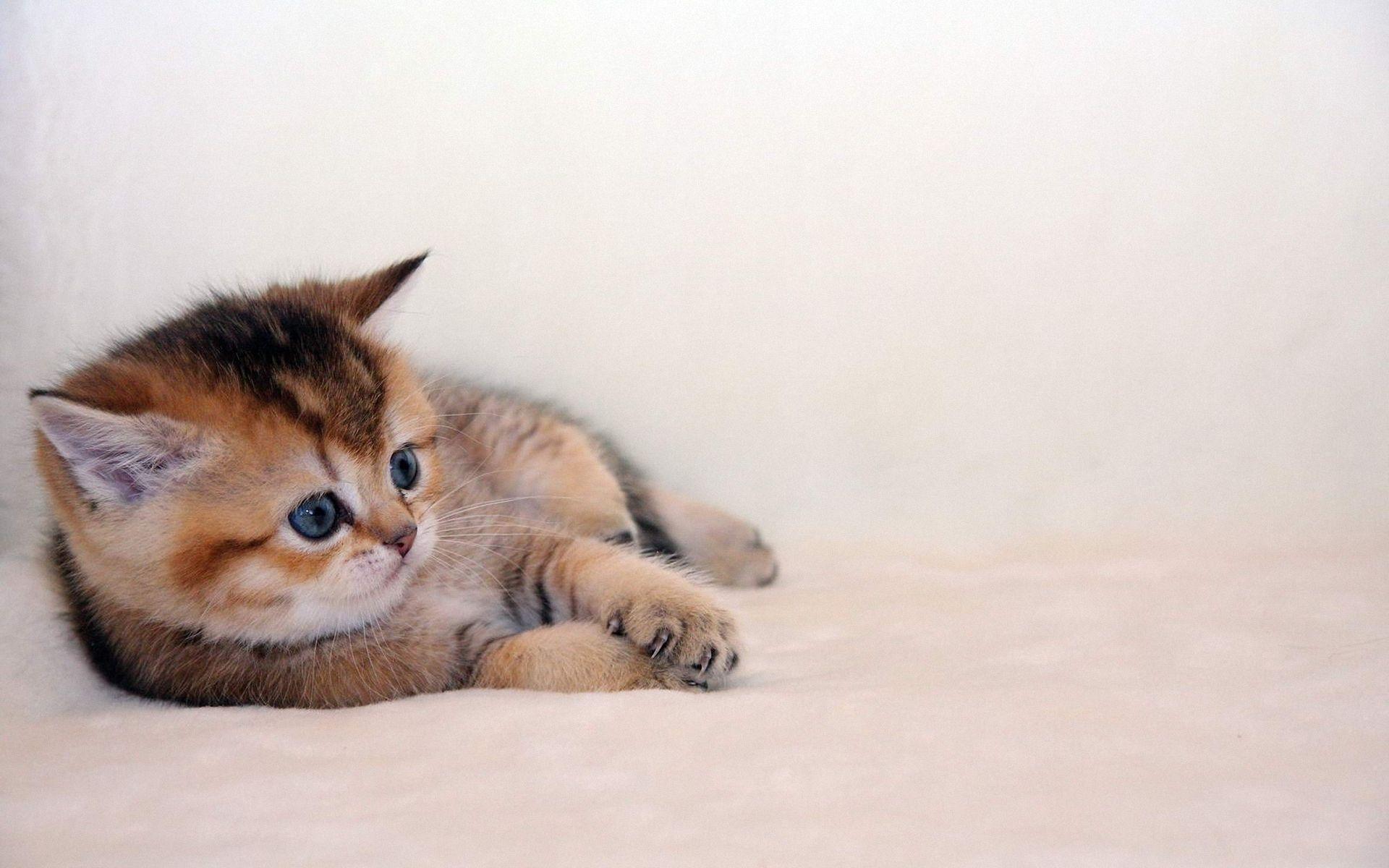 1920x1200 Cute cat wallpaper