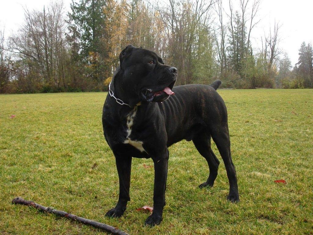 1024x768 Dog Wallpaper: Funny Cane Corso high quality wallpaper. Cane corso, Cane corso dog, Corso dog