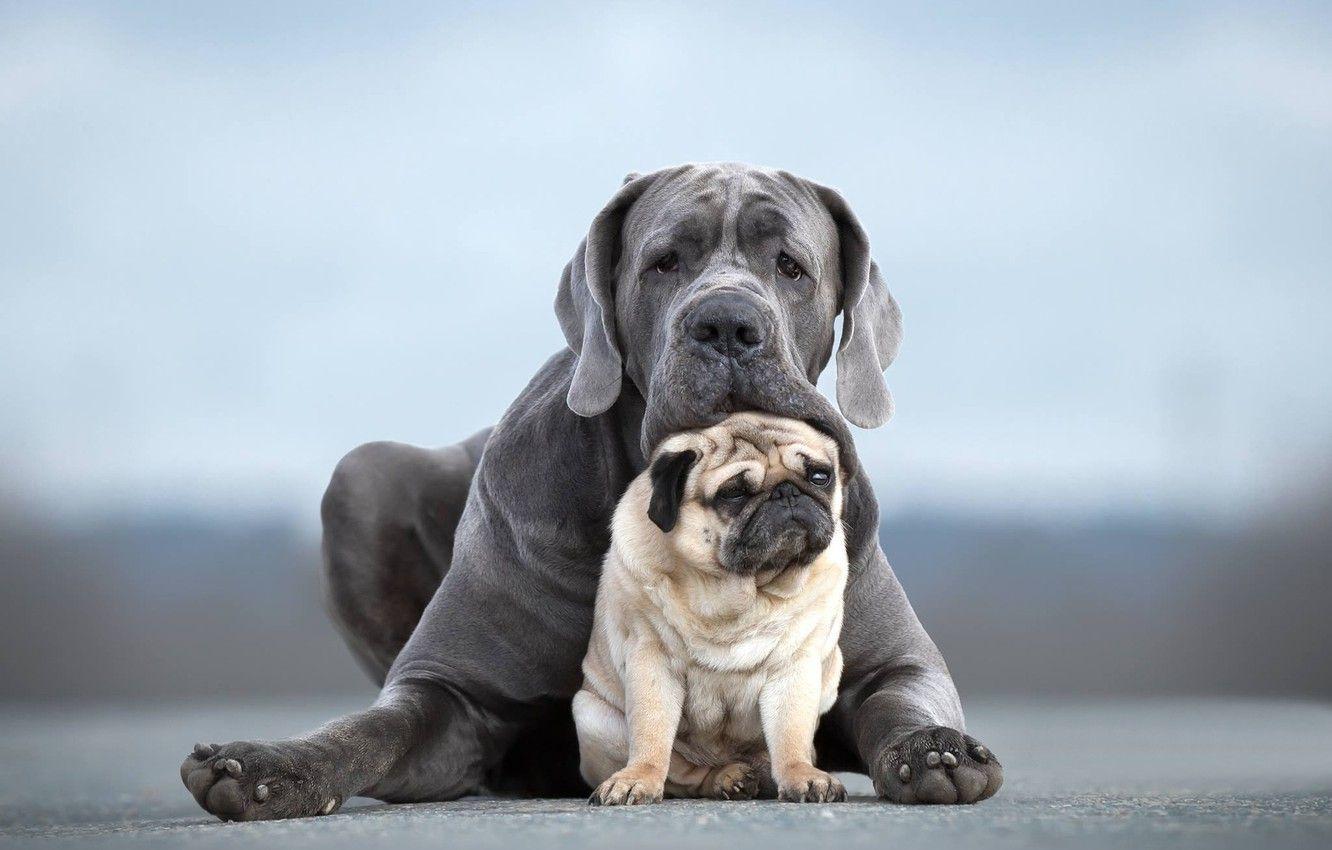 1332x850 Wallpaper dogs, portrait, pair, friends, two dogs, Pug, Cane Corso image for desktop, section собаки