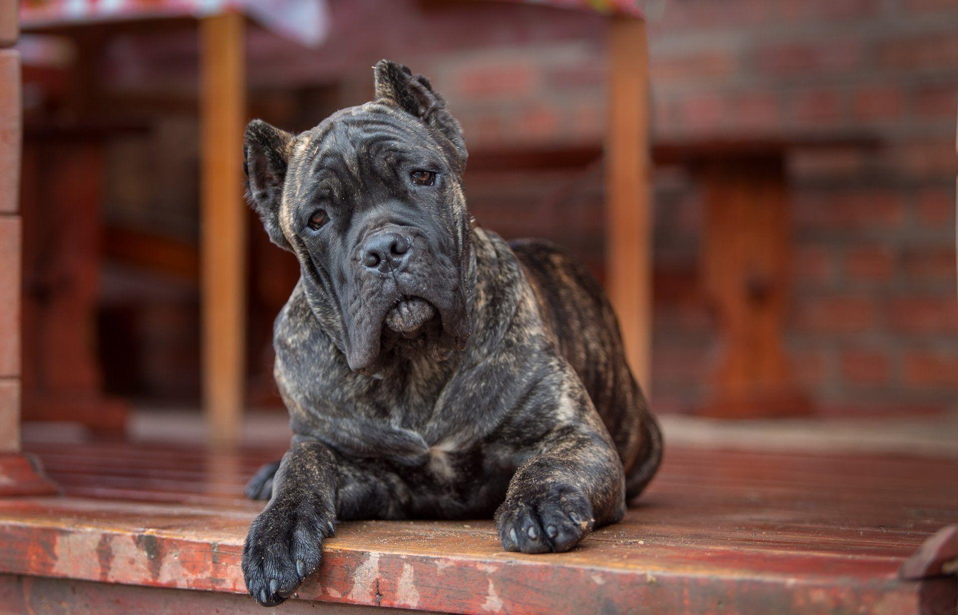 1920x1233 Cane Corso Wallpaper