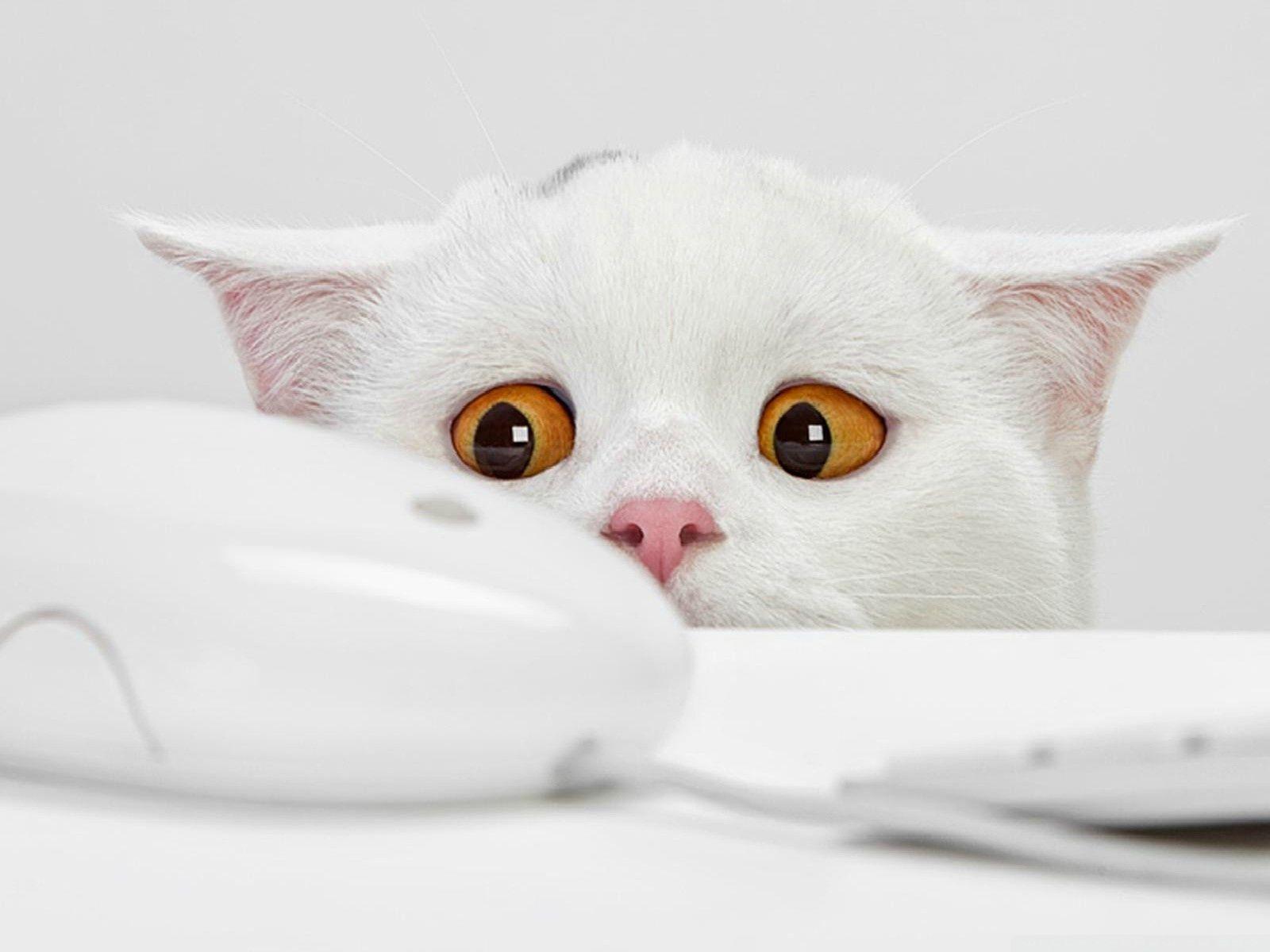 1600x1200 Cute Cat ❤ 4K HD Desktop Wallpaper for 4K Ultra HD TV • Tablet
