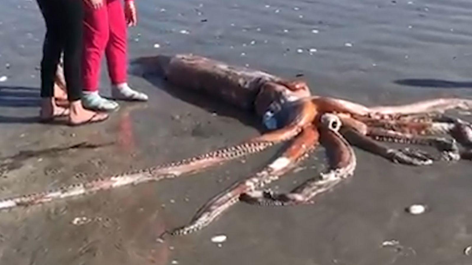 1600x900 Giant squid washes ashore on Britannia Bay beach in South Africa