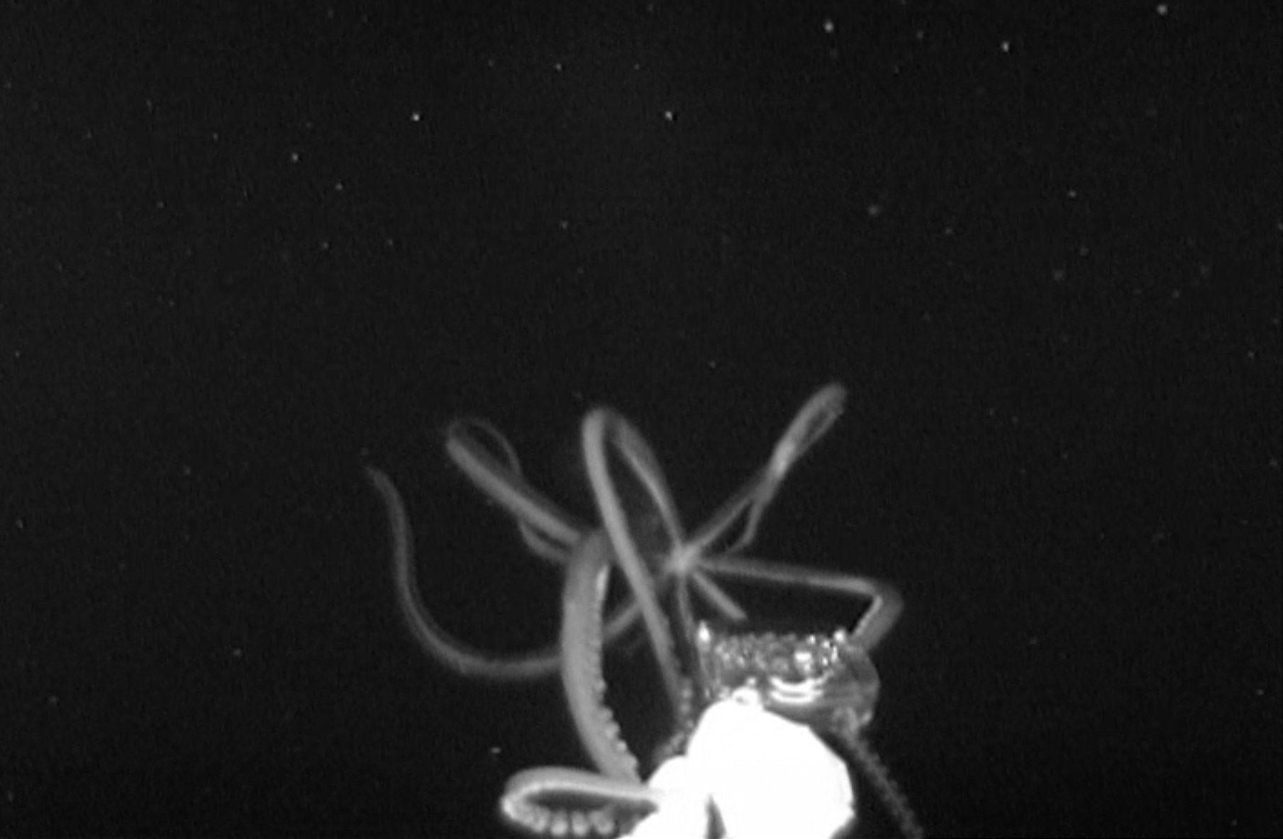 1809x1183 Giant Squid Reappears on Video, This Time in U.S. Waters