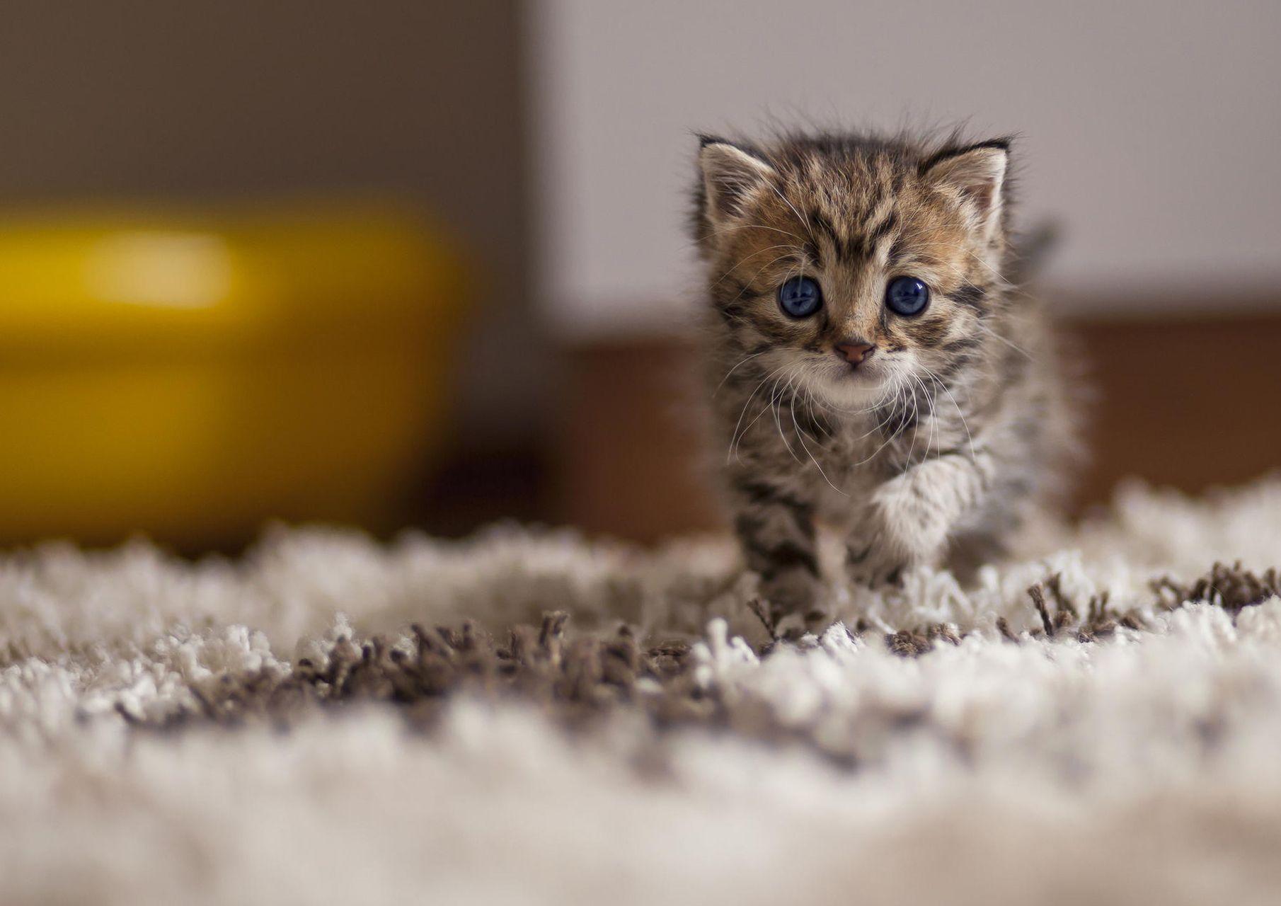 1810x1280 Cute Cat Wallpaper, Amazing HQFX Cute Cat Picture & Background