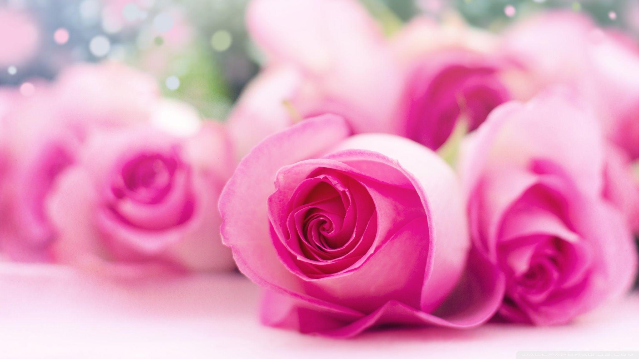 2048x1152 Light Pink Roses Bokeh Ultra HD Desktop Background Wallpaper for 4K UHD TV : Widescreen & UltraWide Desktop & Laptop : Multi Display, Dual Monitor : Tablet