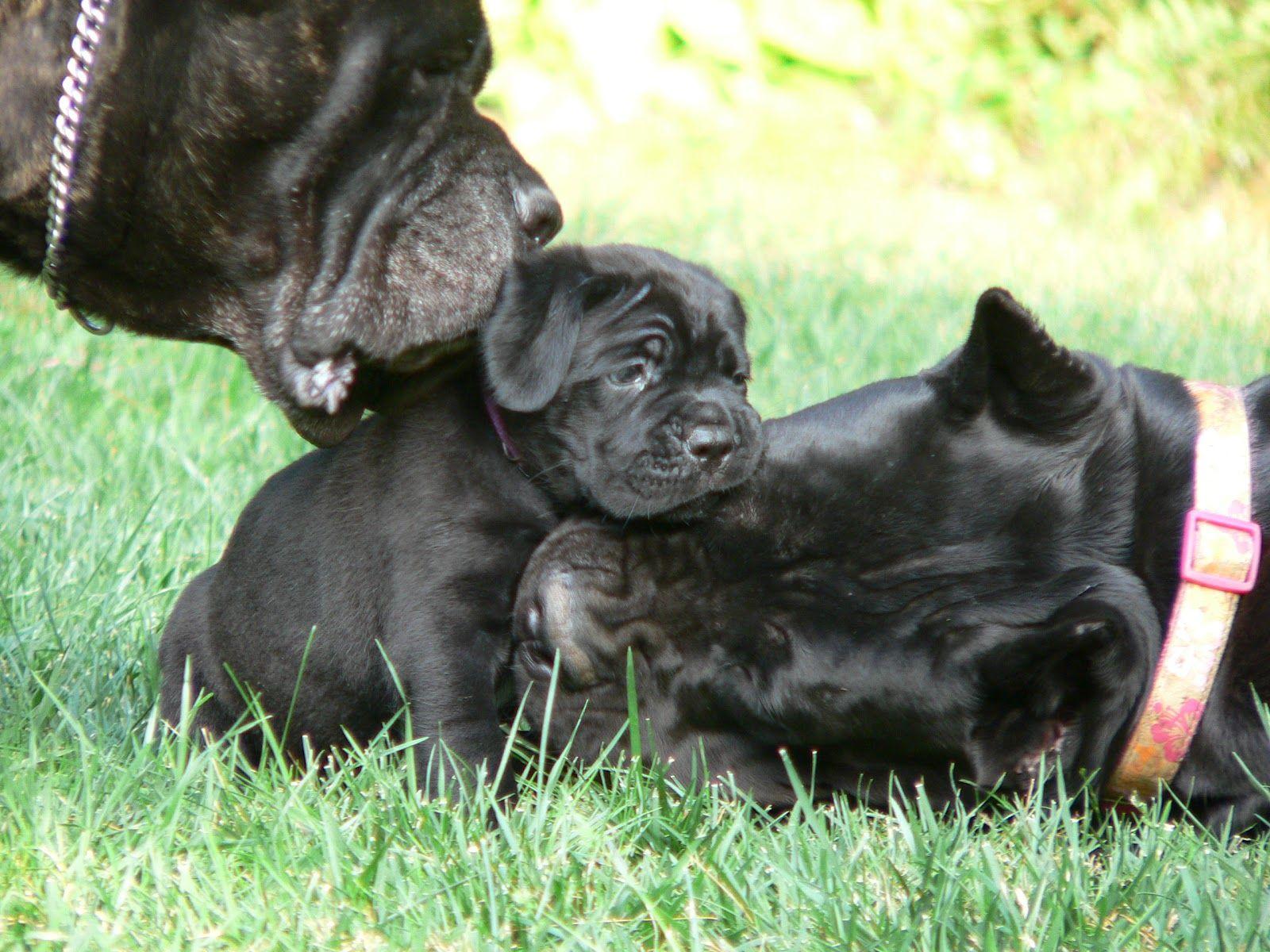 1600x1200 Cane Corso wallpaperx1200