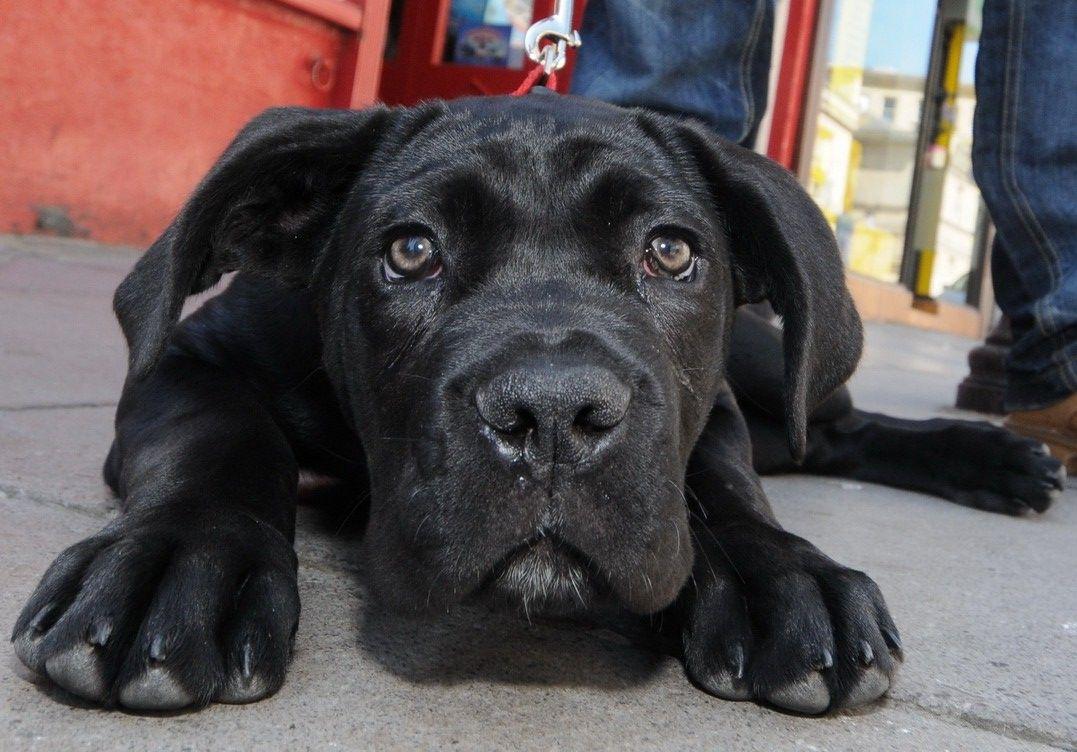 1077x752 Cane Corso looking at camera photo and wallpaper. Beautiful Cane Corso looking at camera picture