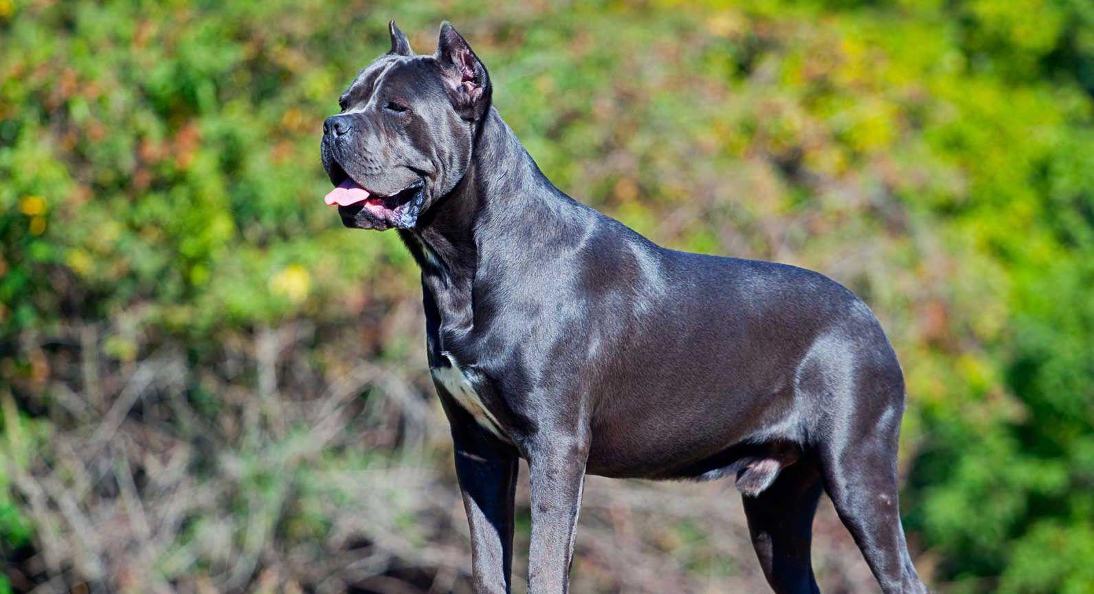 1592x864 Cane Corso Dog Image