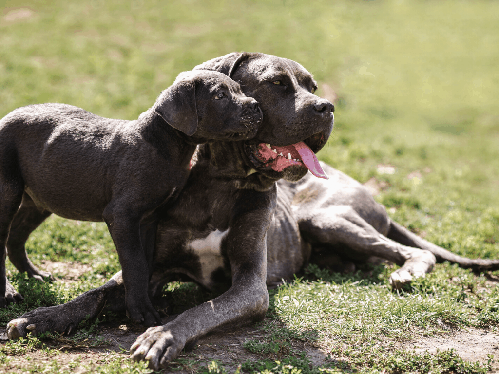 1024x768 Cane Corso Colors Cane Corso Myth Busted