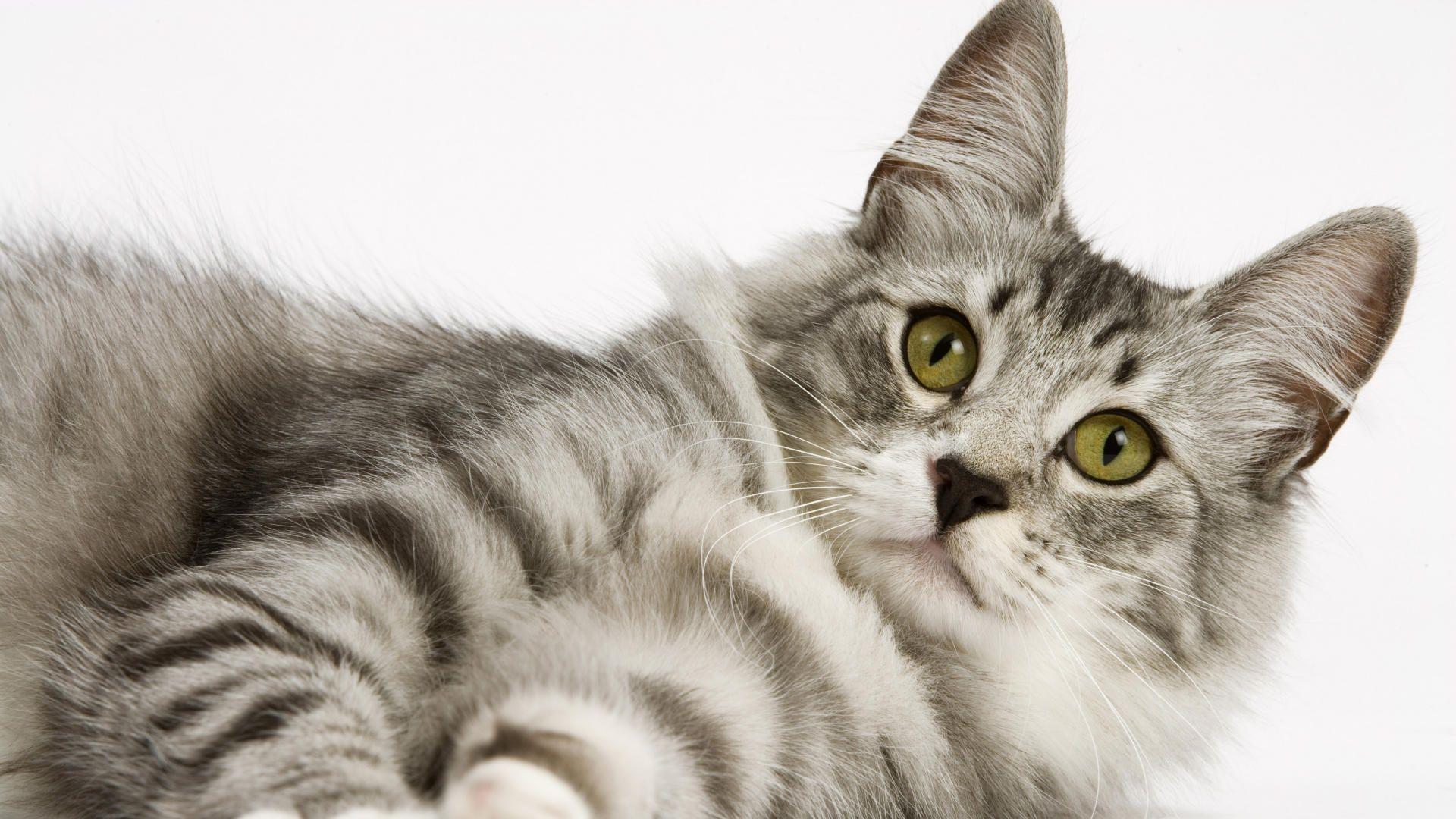 1920x1080 Free HD Cat Wallpaper
