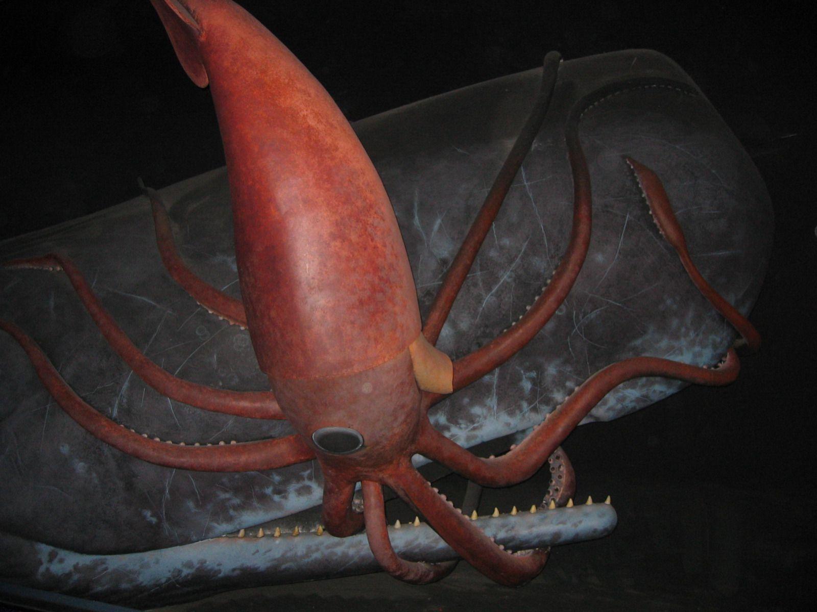 1600x1200 Clyde Roper Can't Wait to Be Attacked by a Giant Squid