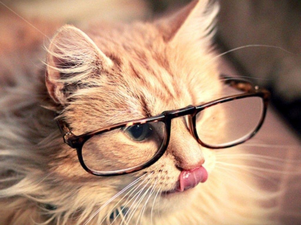 1024x768 HD Cute Cat Wallpaper for Your Desktop. CELESTE