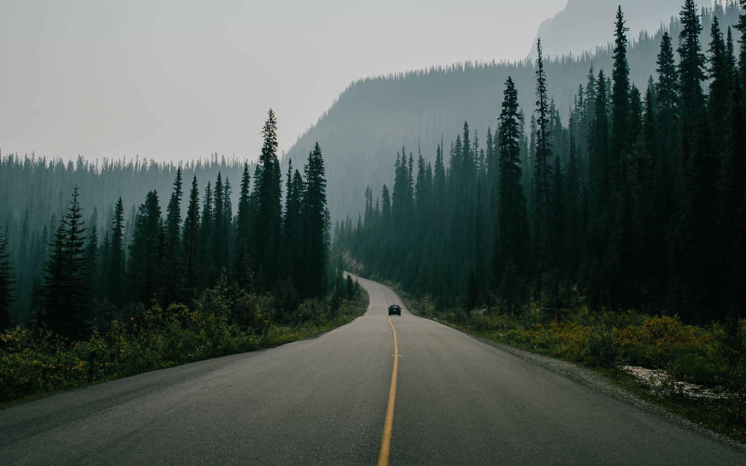 2560x1600 Pine Forest HD Wallpaper For Mac