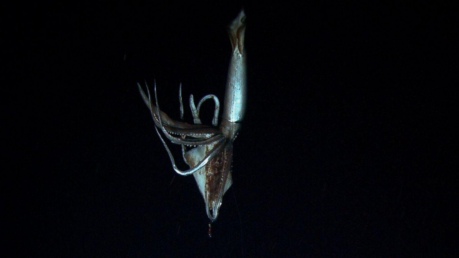 1600x900 Japanese Researchers Capture Baby Giant Squid for First Time