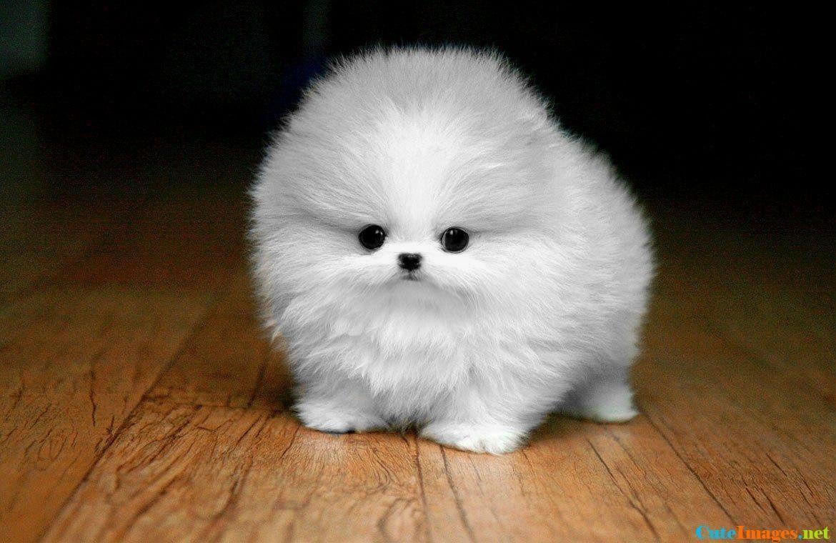 Fluffy Dog Wallpapers - Top Free Fluffy Dog Backgrounds - WallpaperAccess