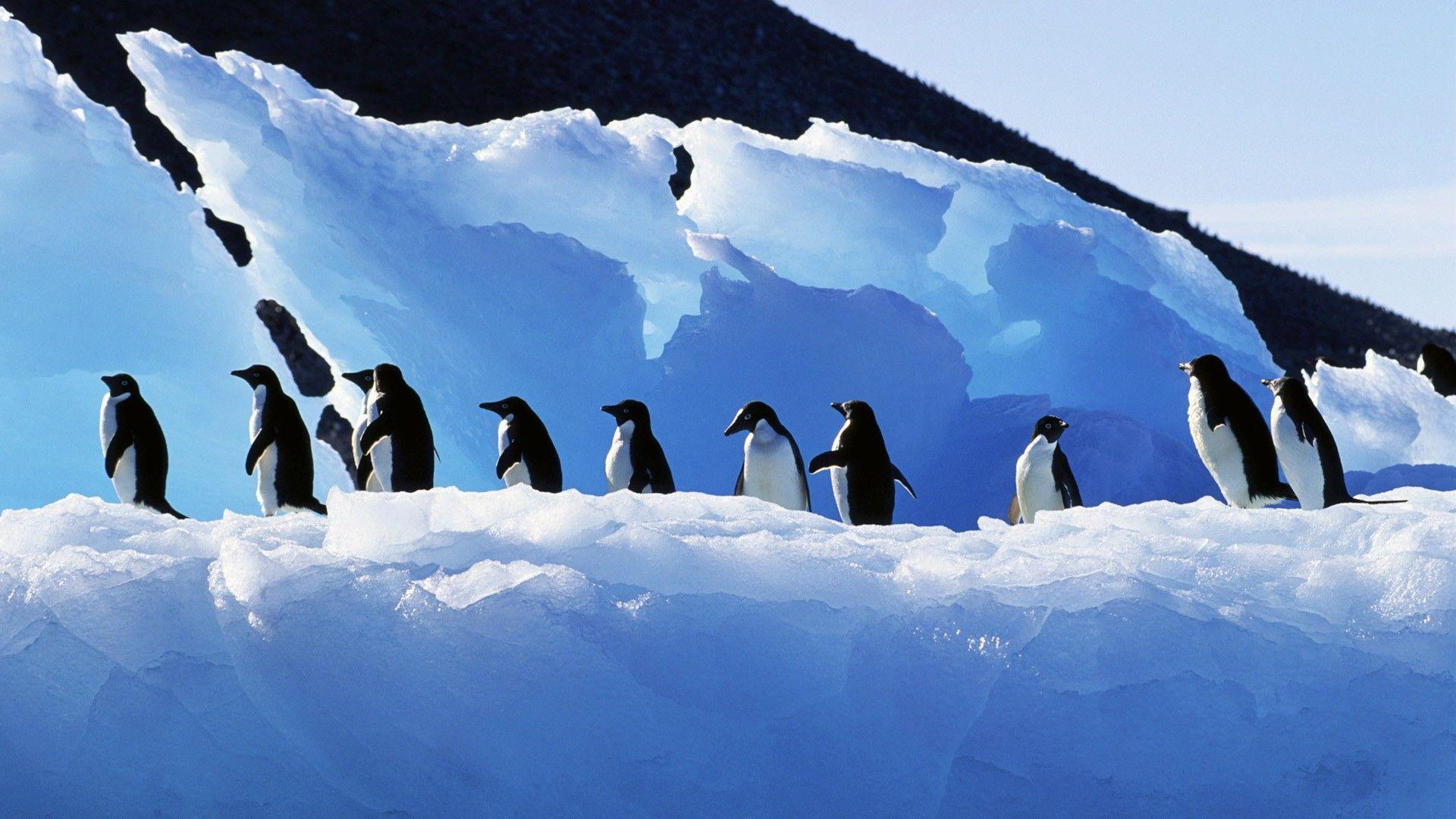 1920x1080 Penguins Wallpaper