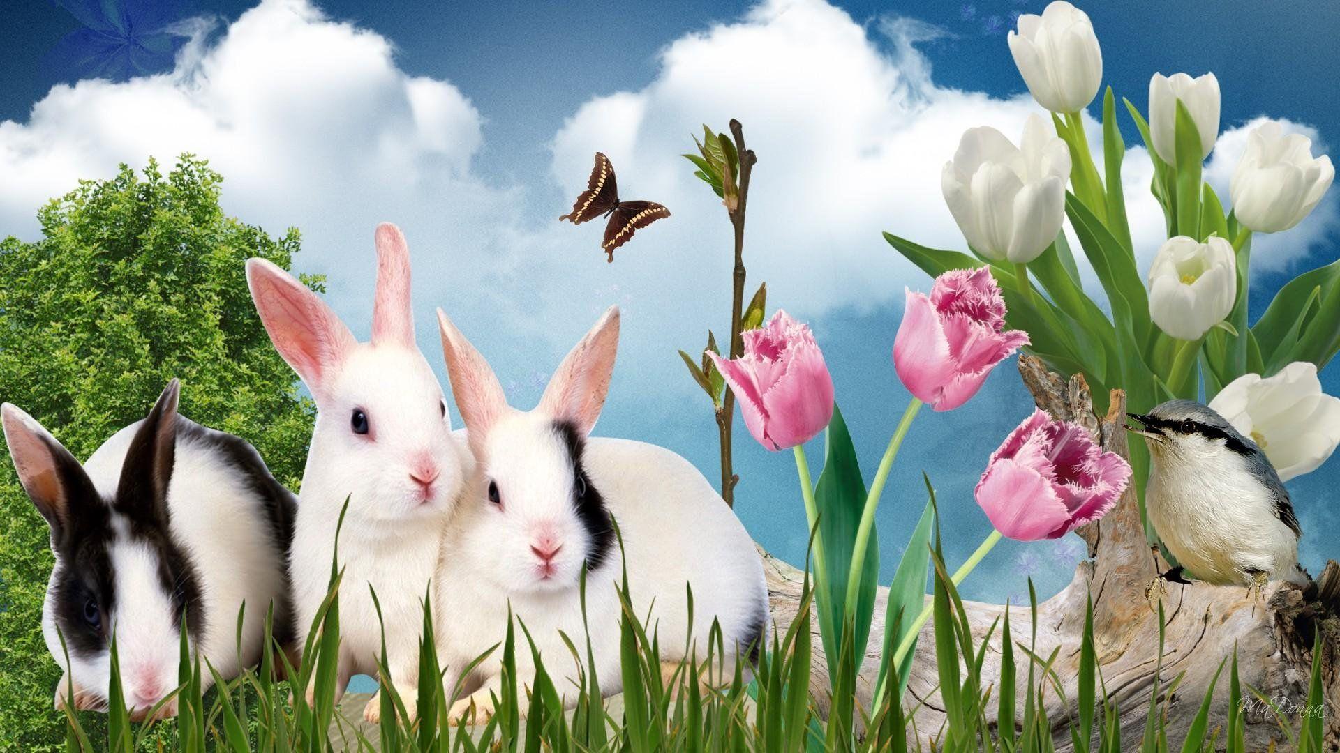 3D Rabbit Wallpapers - Top Free 3D Rabbit Backgrounds - WallpaperAccess