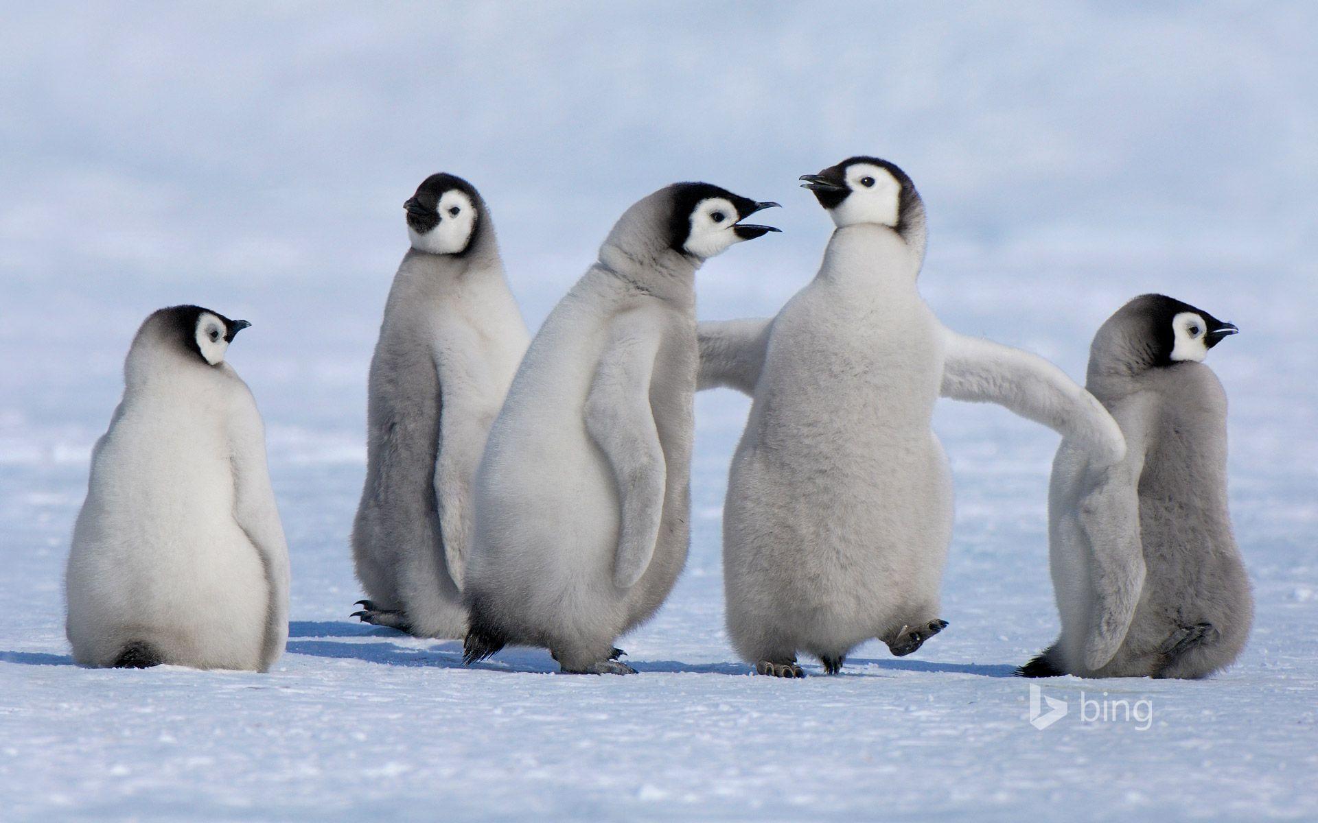 1920x1200 Emperor penguin chicks in Antarctica