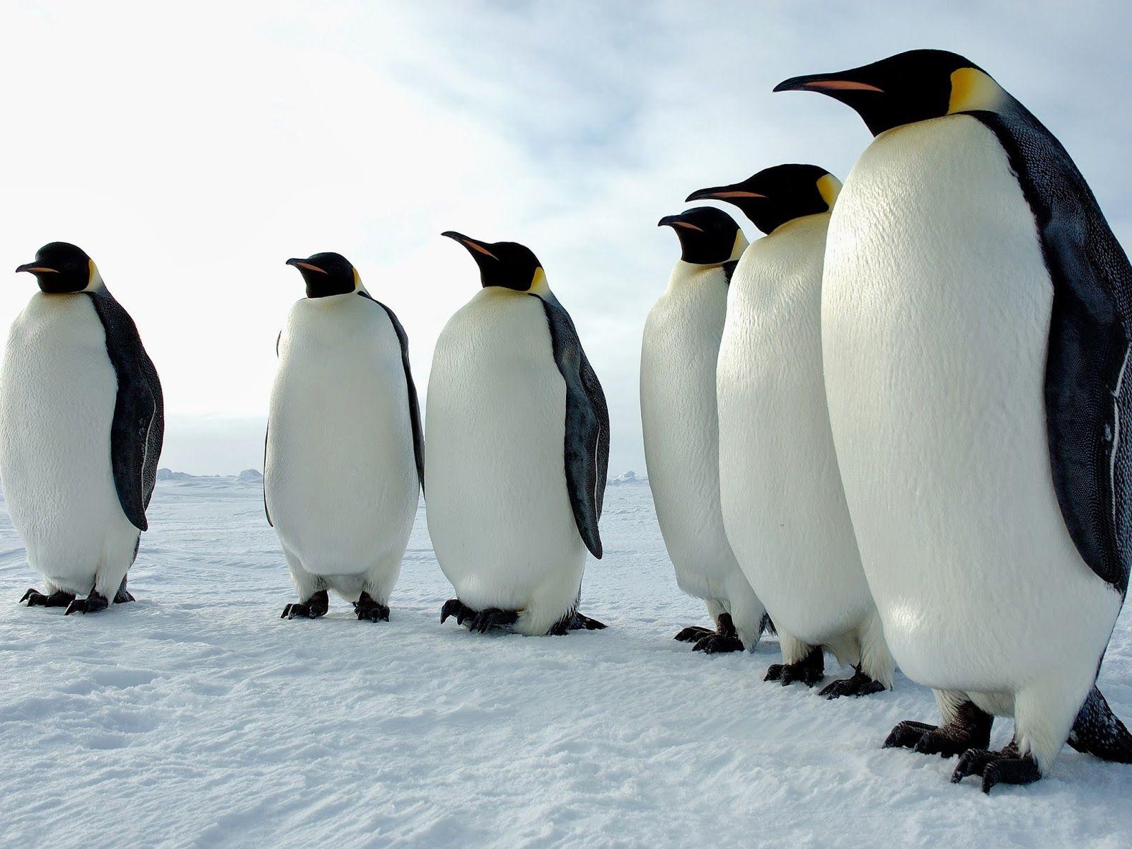 1600x1200 Penguins linux Penguin Wallpaper Group