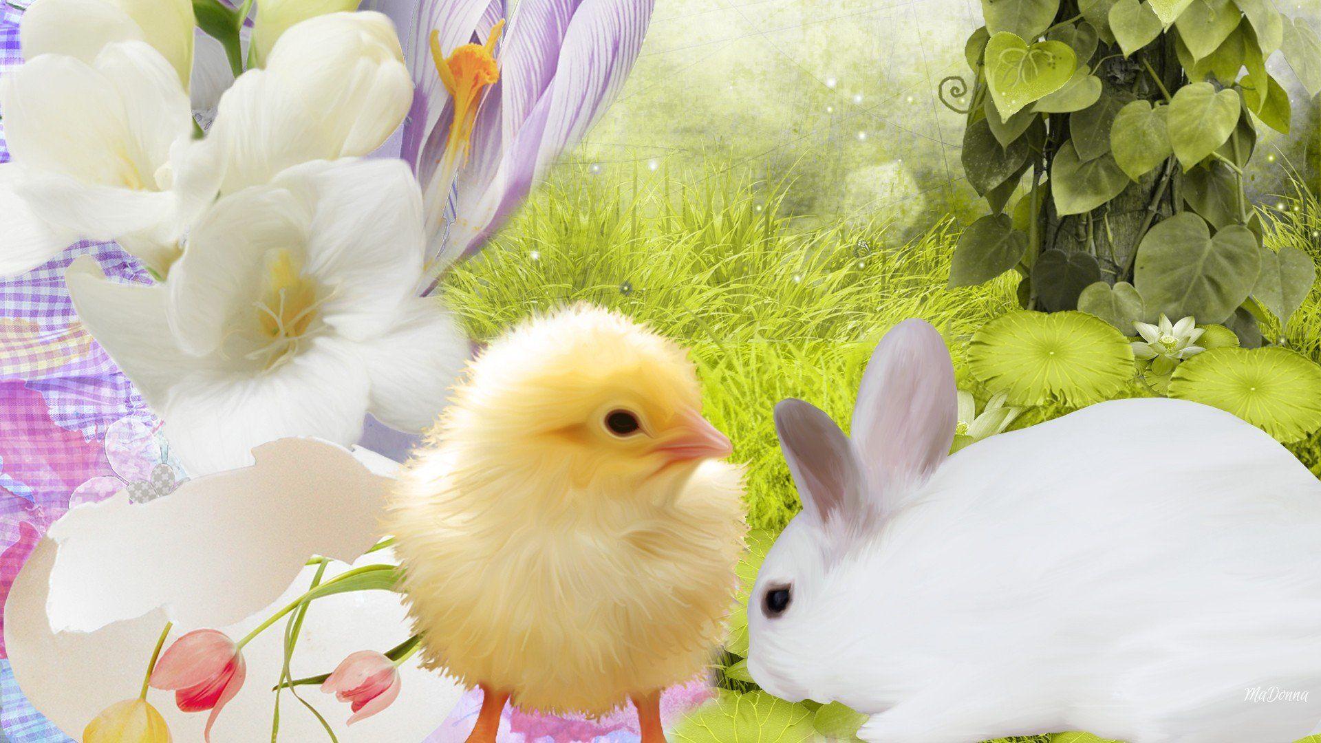 Spring Bunny Wallpapers - Top Free Spring Bunny Backgrounds ...