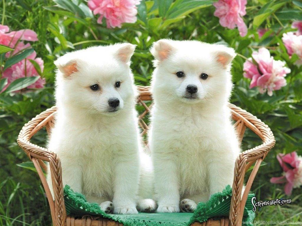 1024x768 Luxury Cute Animal Wallpaper Free Download. High Definition Wallpaper