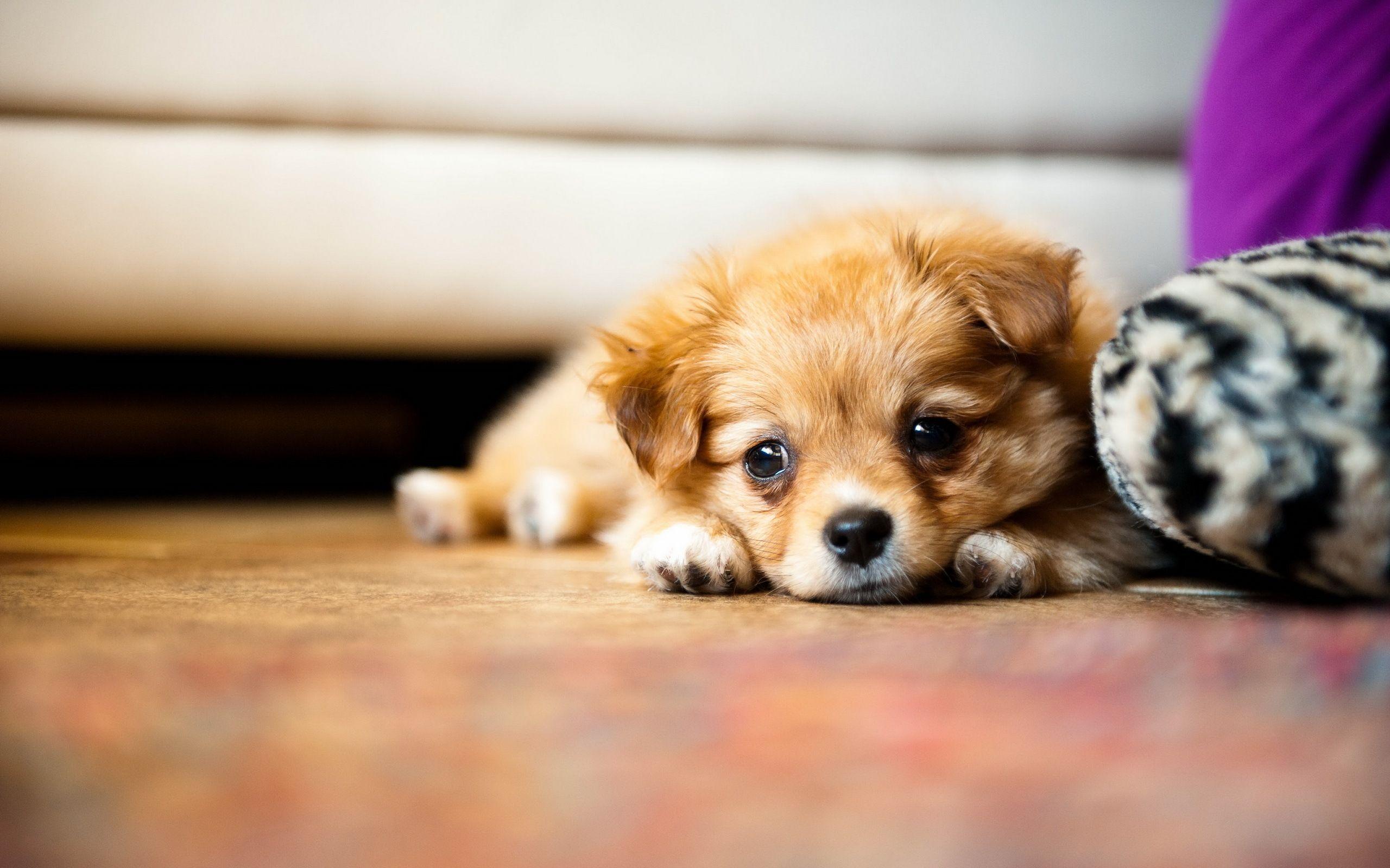 Cute Little Puppies Wallpapers - Top Free Cute Little Puppies Backgrounds - WallpaperAccess