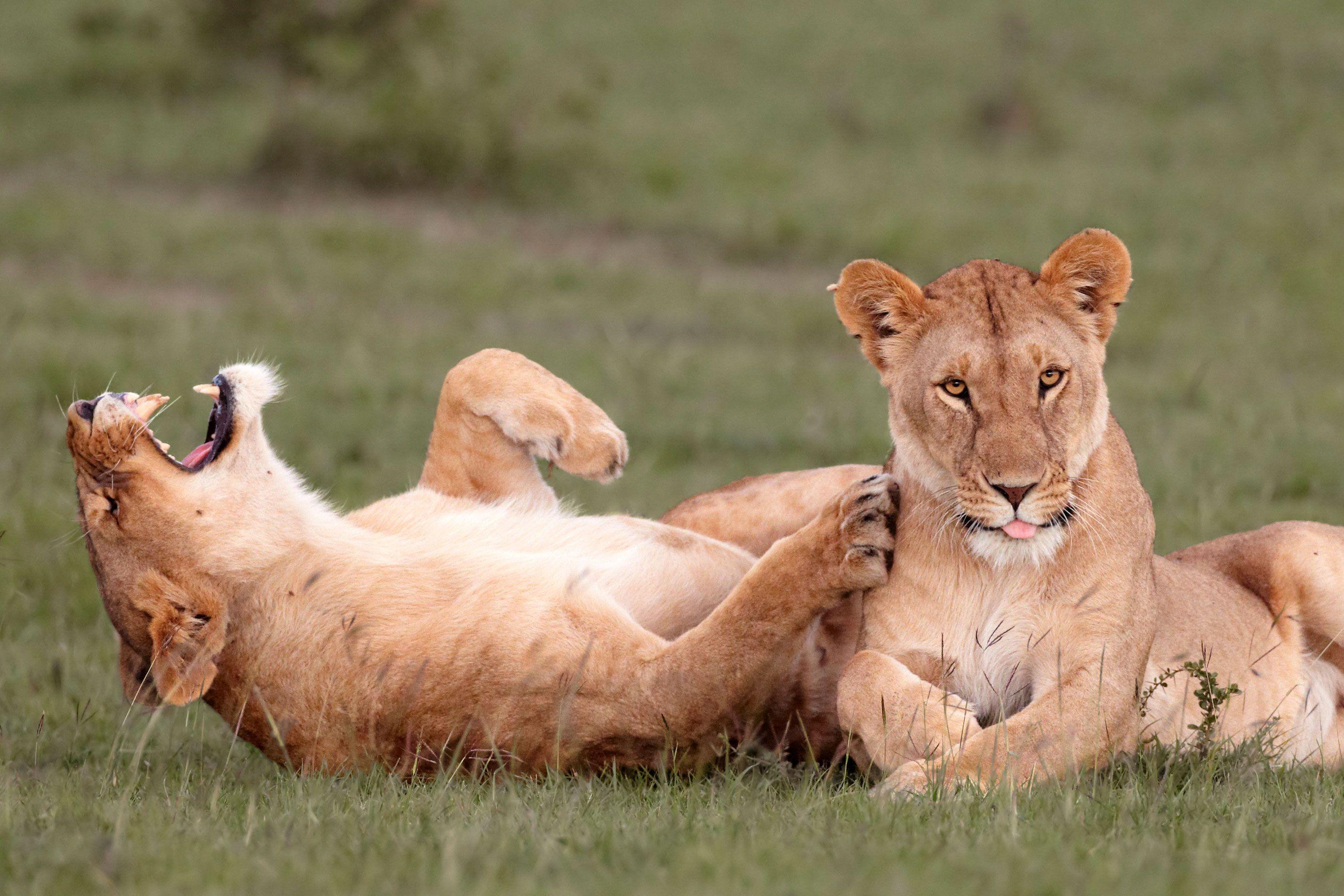 2772x1848 Funny Animal Picture Photo of Wild Animals