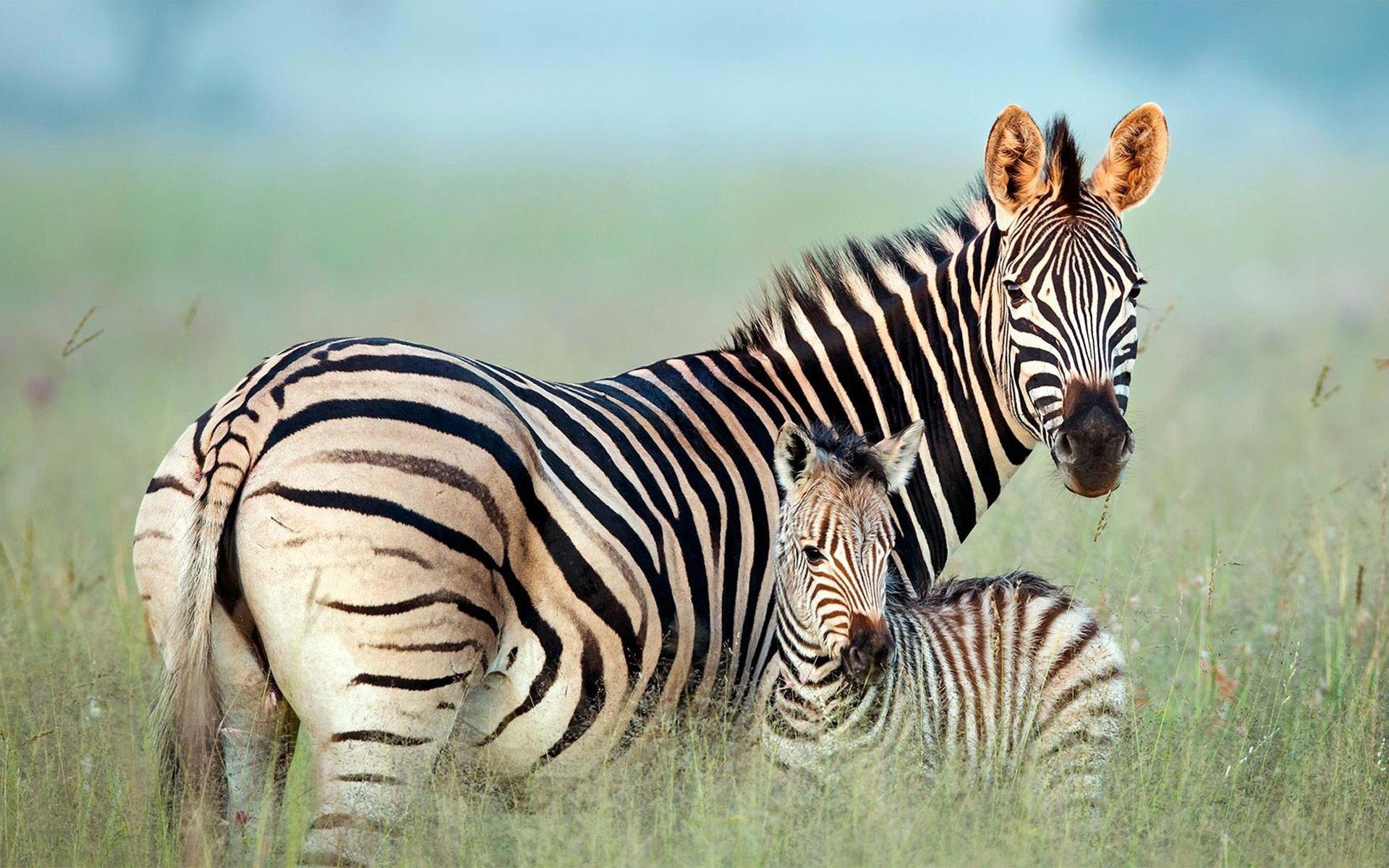 1920x1200 Download wallpaper zebras family, savannah, mother and cubs, Africa, cute animals, wildlife, zebras, Equus quagga for desktop with resolution 1920x1200. High Quality HD picture wallpaper