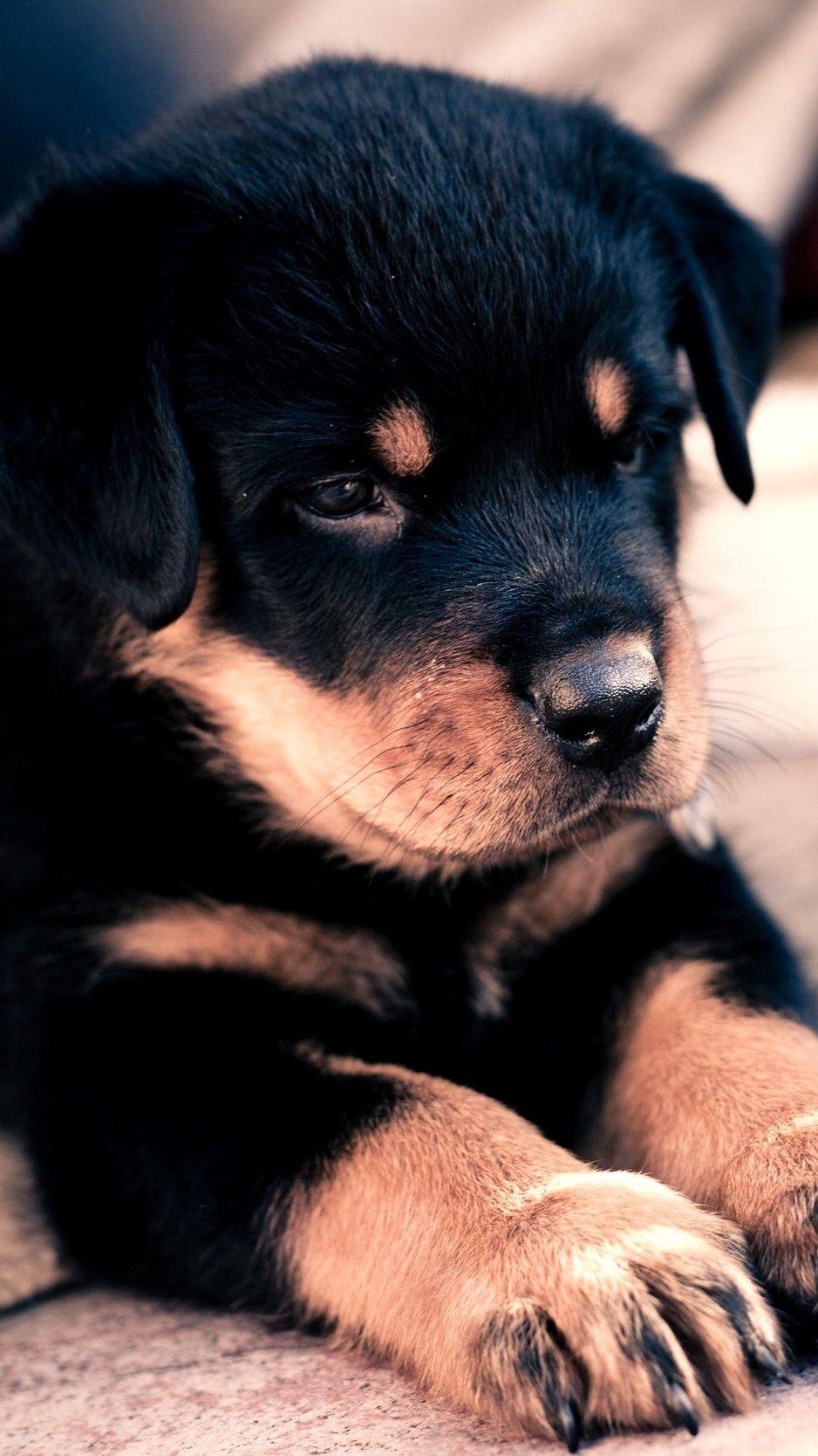 Hình nền 938x1668 Con chó con, Rottweiler, Dễ thương, Em bé - Hình nền Con chó con dễ thương cho iPhone