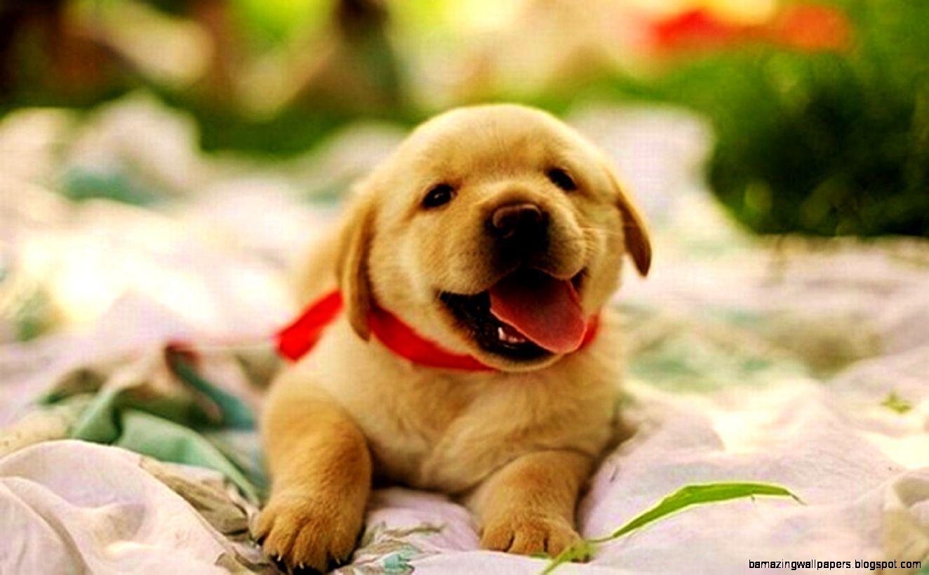 1324x819 Wall4all Happy Cute Puppy Baby Labrador Sweet Desktop - Happy Cute Puppy - Tải xuống Hình nền & Nền HD