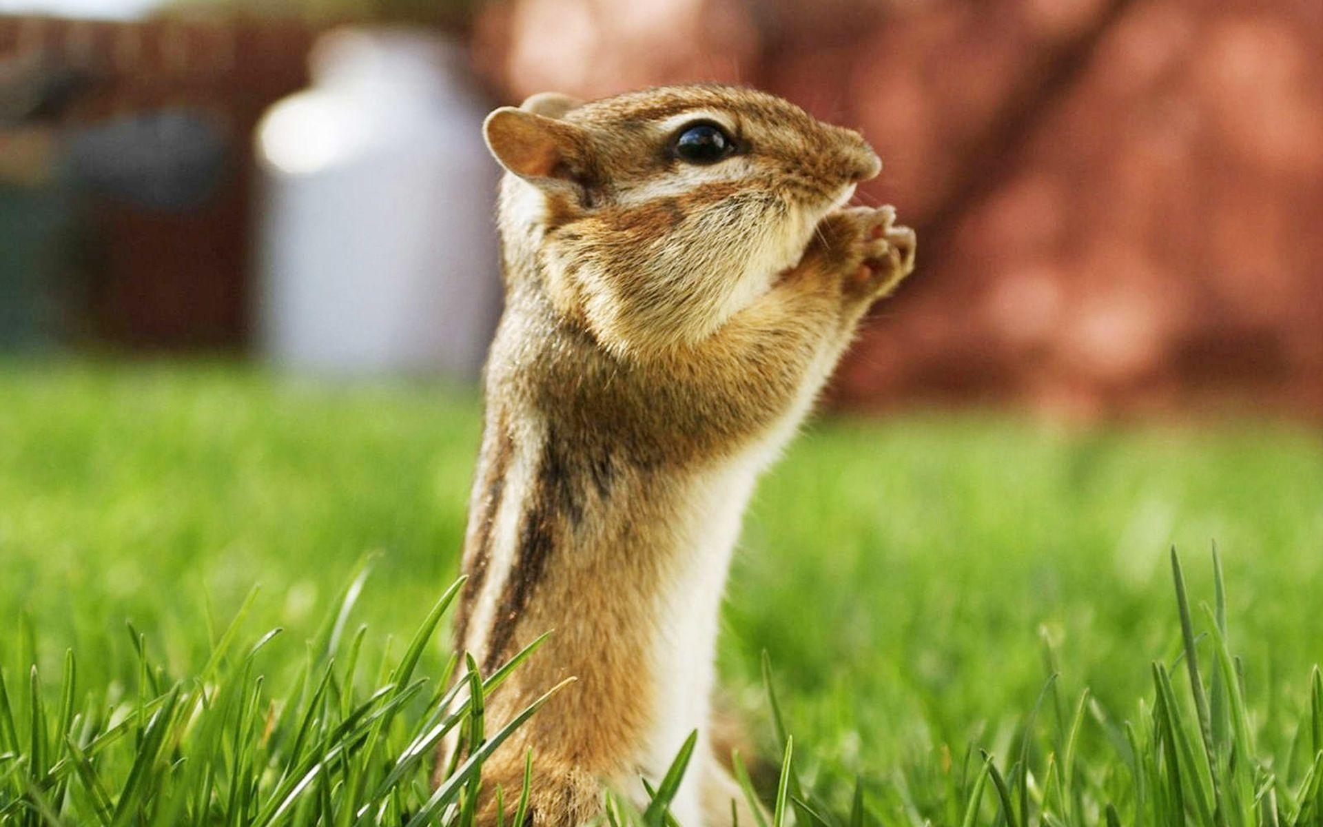 1920x1200 Animal Wallpaper. Cute Animal Wallpaper, Animal Wallpaper and Animal Skeleton Wallpaper