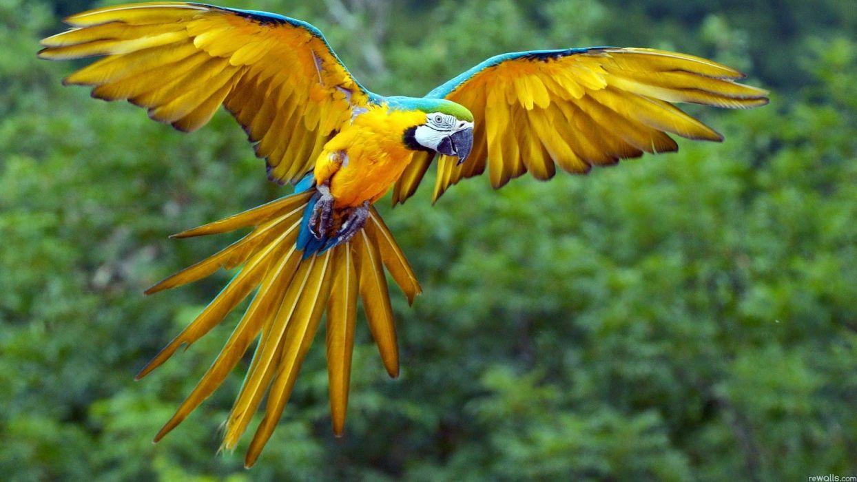 1244x700 Colorful parrot bird cute animal nature beauty wallpaperx900
