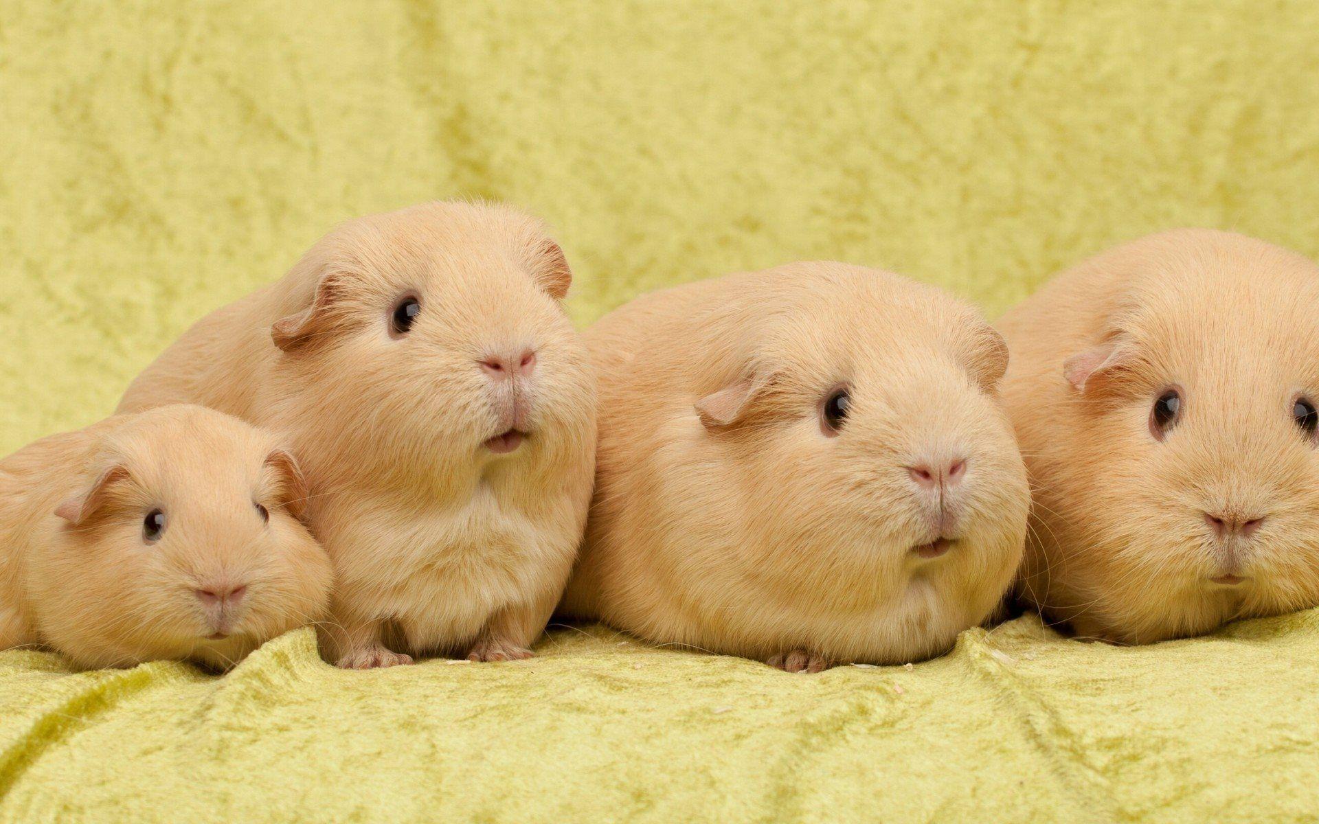 1920x1200 Download wallpaper guinea pigs, family, cute animals, beige guinea pig for desktop with resolution 1920x1200. High Quality HD picture wallpaper