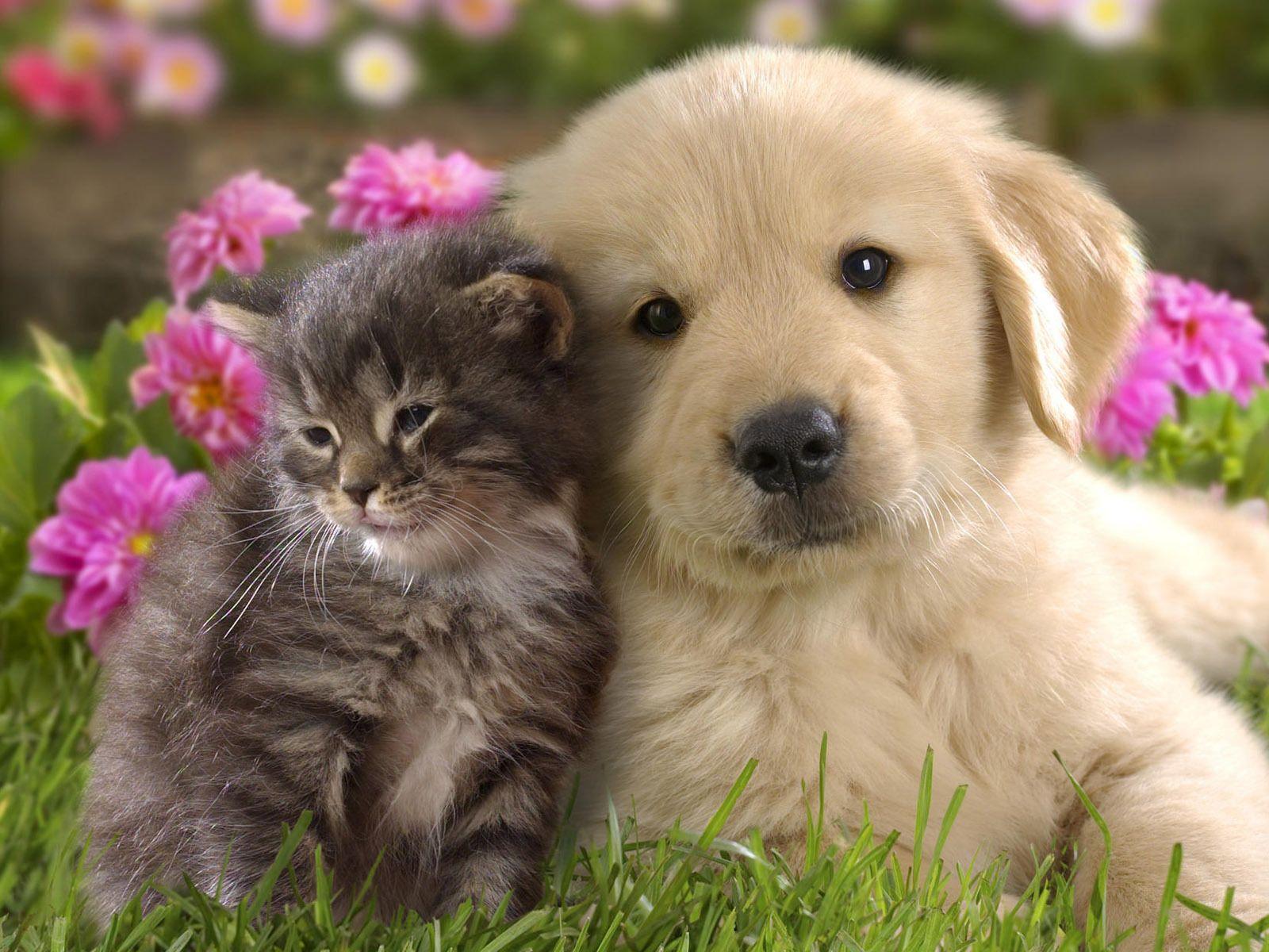 1600x1200 Free download Cute Cat and Dog Friendship HD Wallpaper HD Nature Wallpaper [1600x1200] for your Desktop, Mobile & Tablet. Explore Bing Wallpaper Cute Animal. Spring Baby Animals Desktop Wallpaper