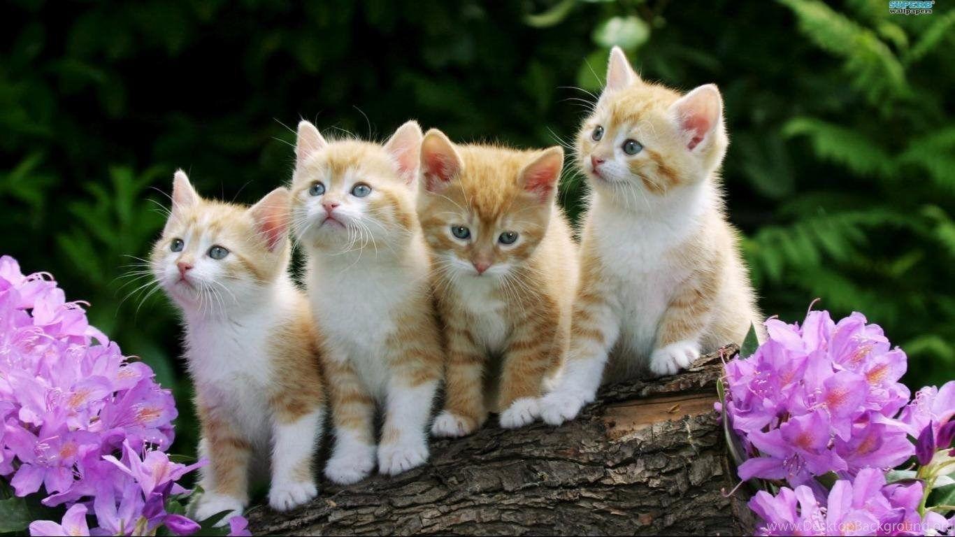 1366x768 Wallpaper Nature Animals Cute Desktop Background