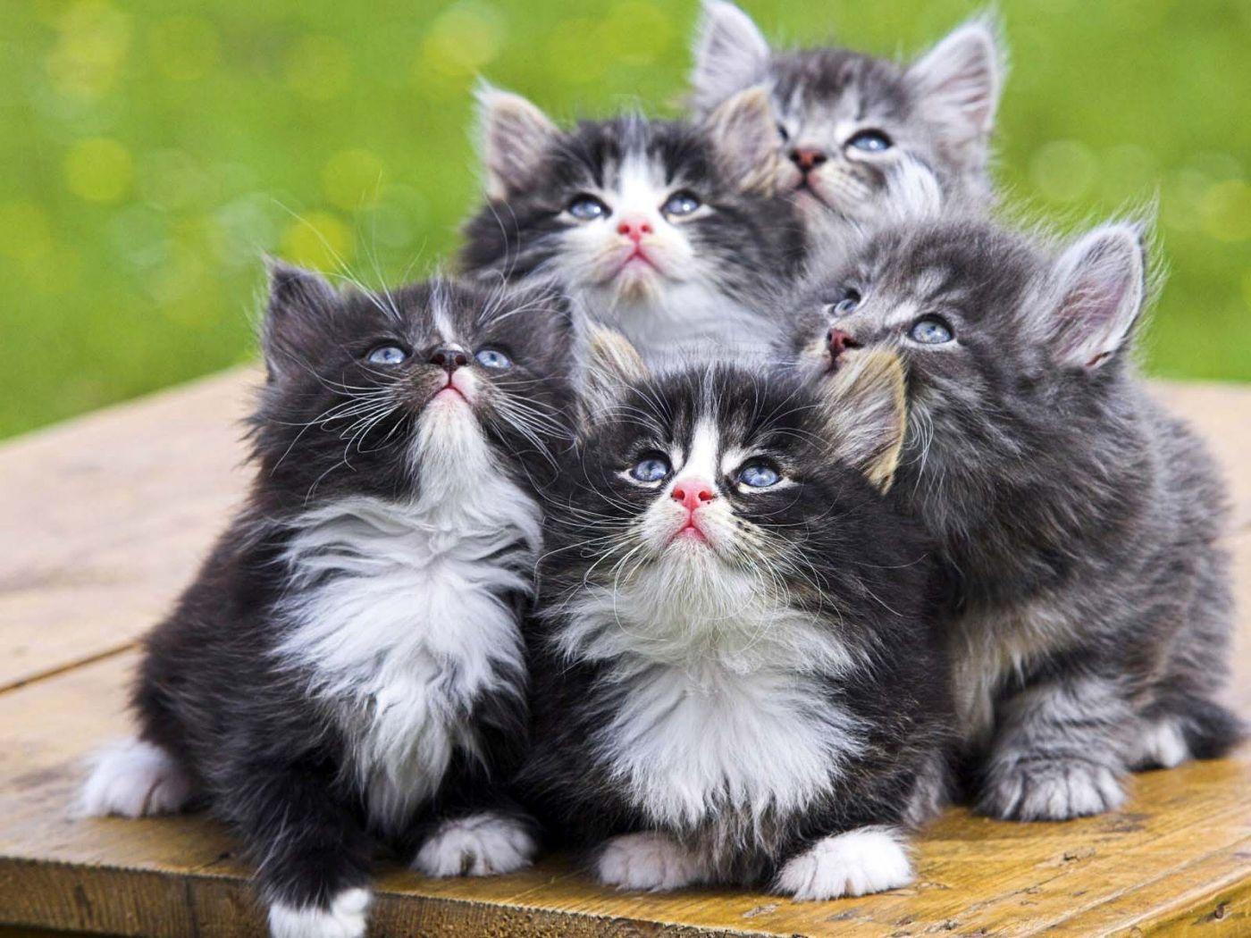 1400x1050 Cute Cats With Family Wallpaper and Birds Wallpaper. All is Wall