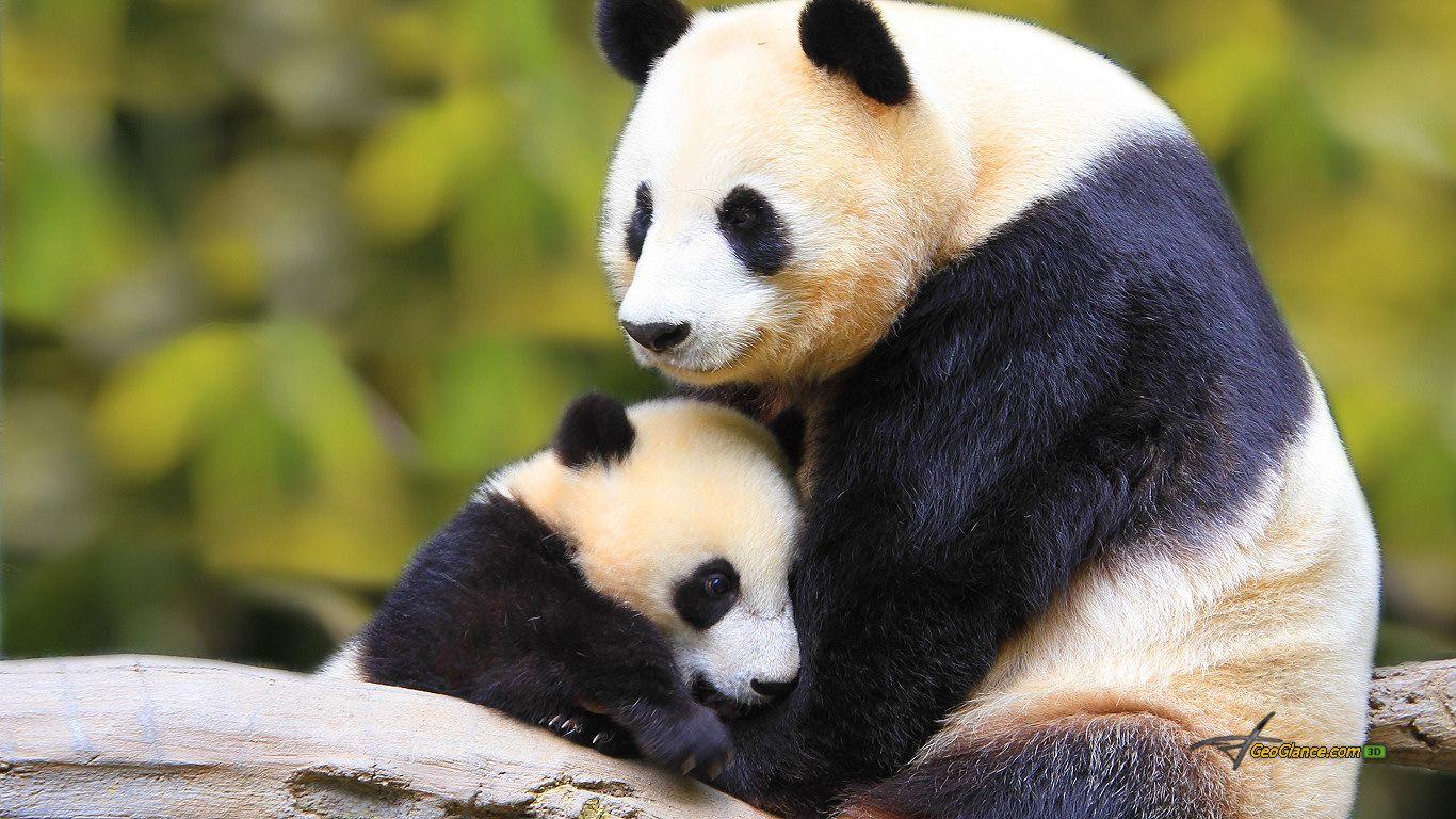 1366x768 Animal Mother And Baby Panda Bear Nature Cute Forest 375233 Wallpaper wallpaper